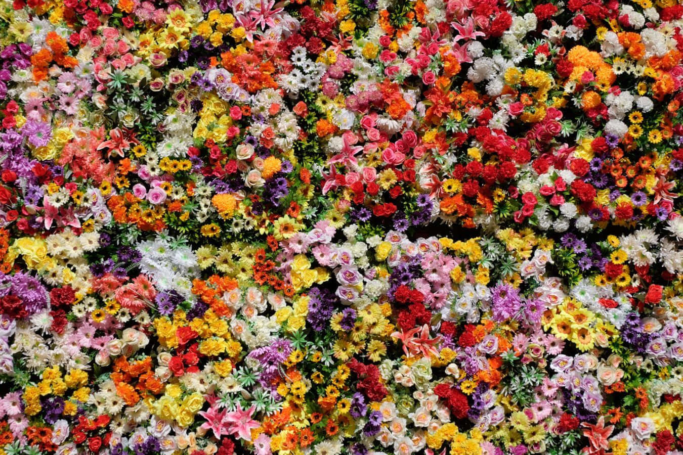 ดอกไม้ที่สวยงามอย่างน่าทึ่ง วอลเปเปอร์