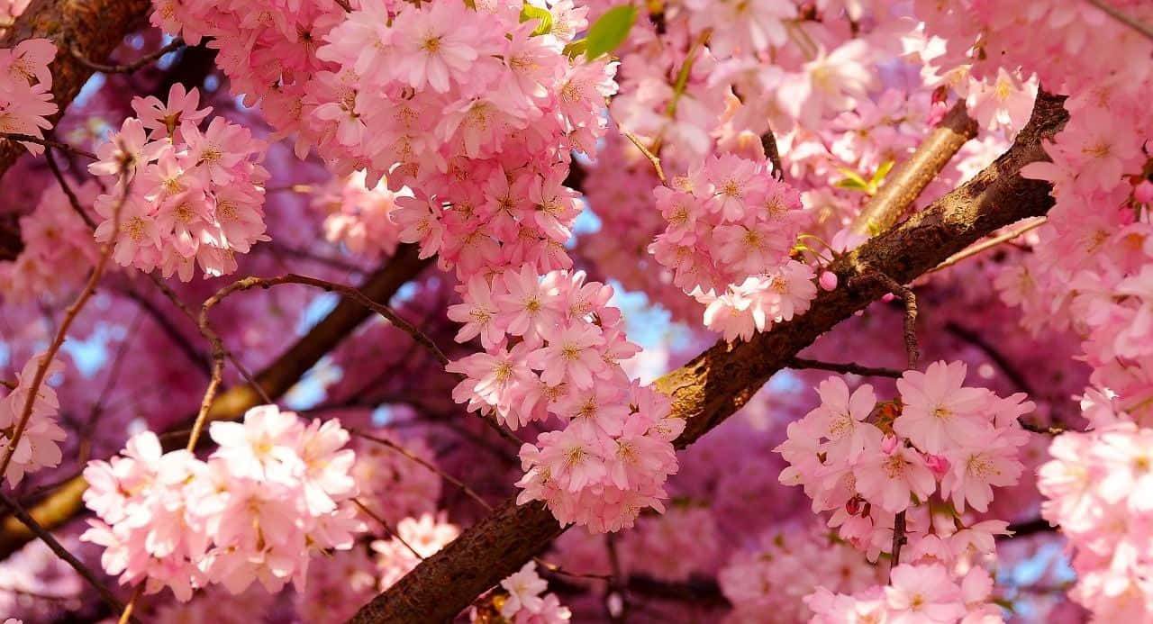 ดอกไม้บานสวยงามสุนทรีย์ วอลเปเปอร์