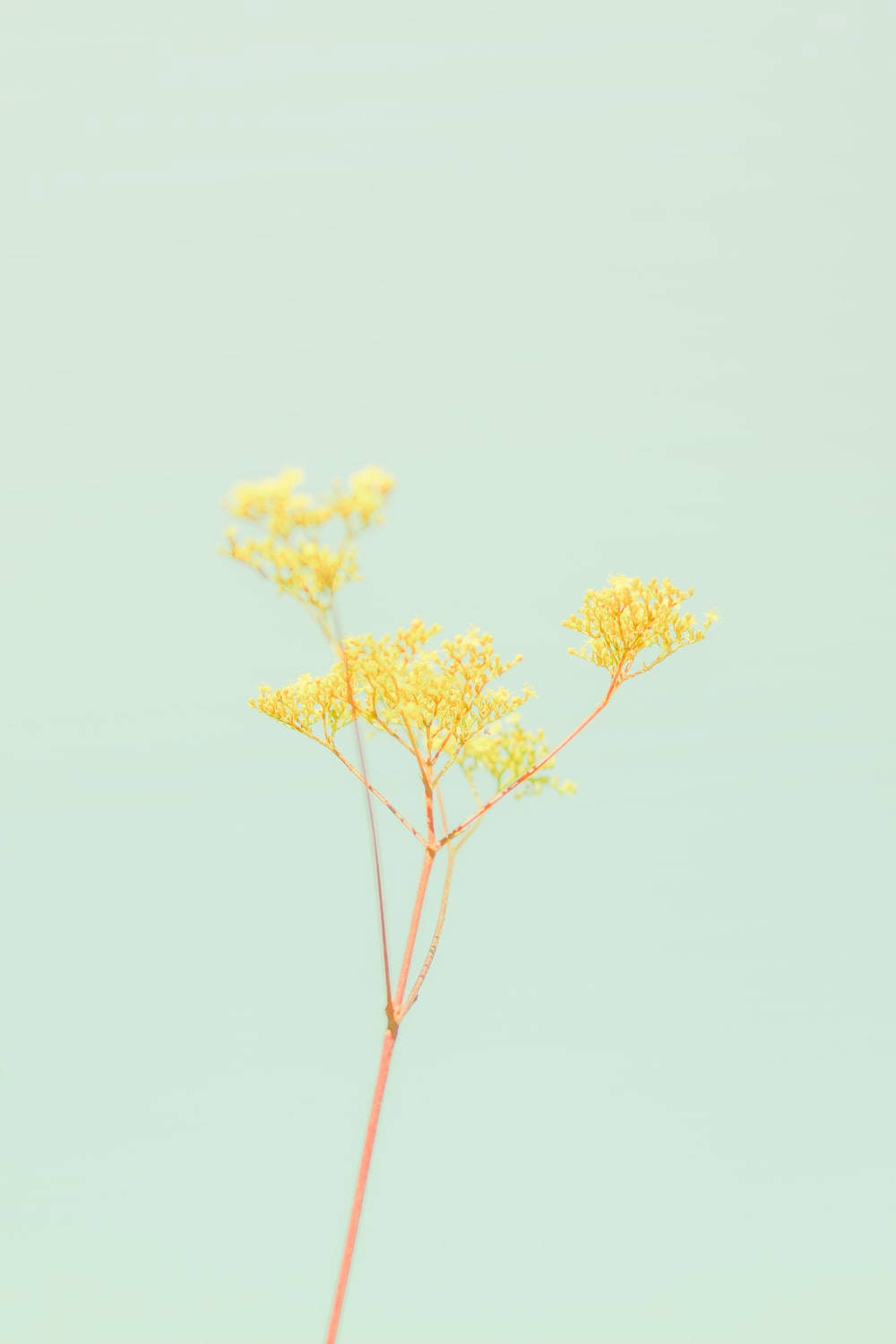 ดอกไม้พาสเทลสีเหลือง วอลเปเปอร์