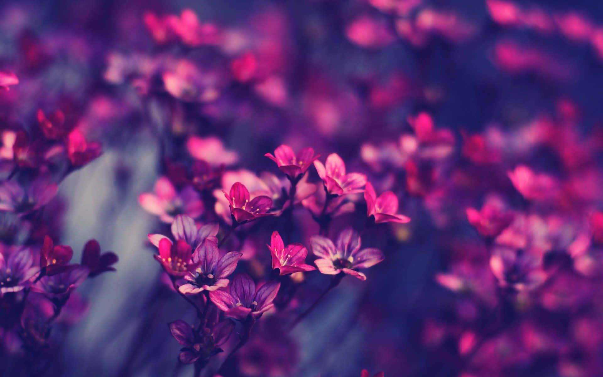 ดอกไม้สวยงามน่าหลงใหล วอลเปเปอร์