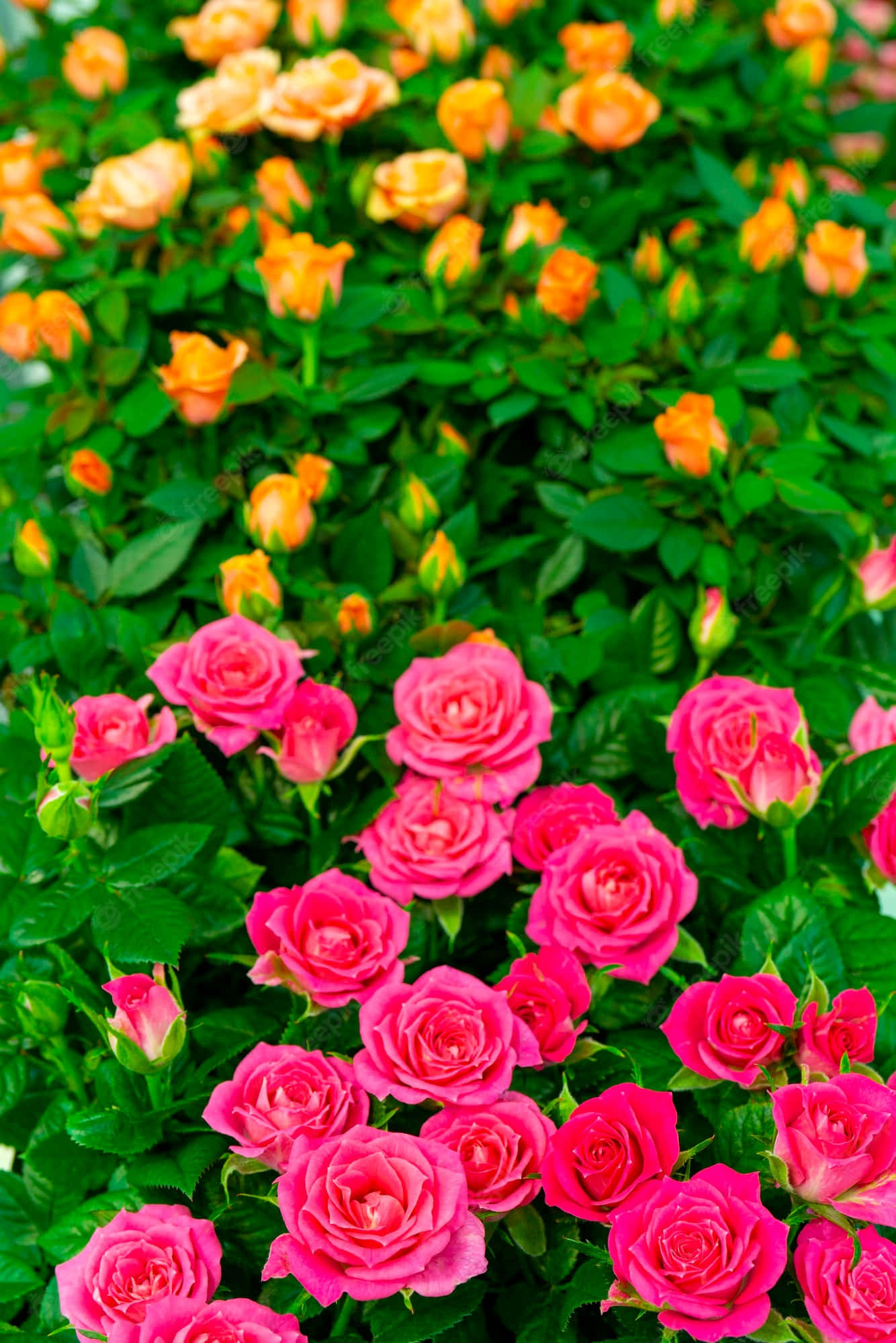 ดอกไม้สวยงามรายล้อมด้วยใบไม้สีเขียวตัดกับท้องฟ้าสีคราม วอลเปเปอร์