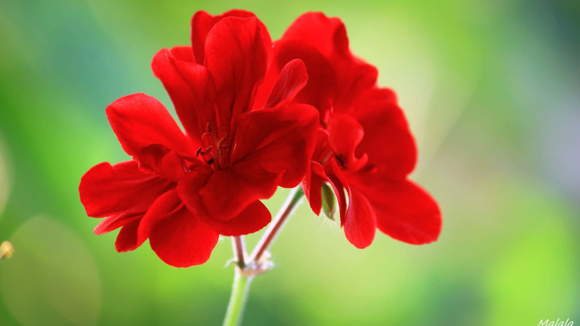 ดอกไม้สวยงามสีสันสดใสระยิบระยับกลางแสงแดด วอลเปเปอร์