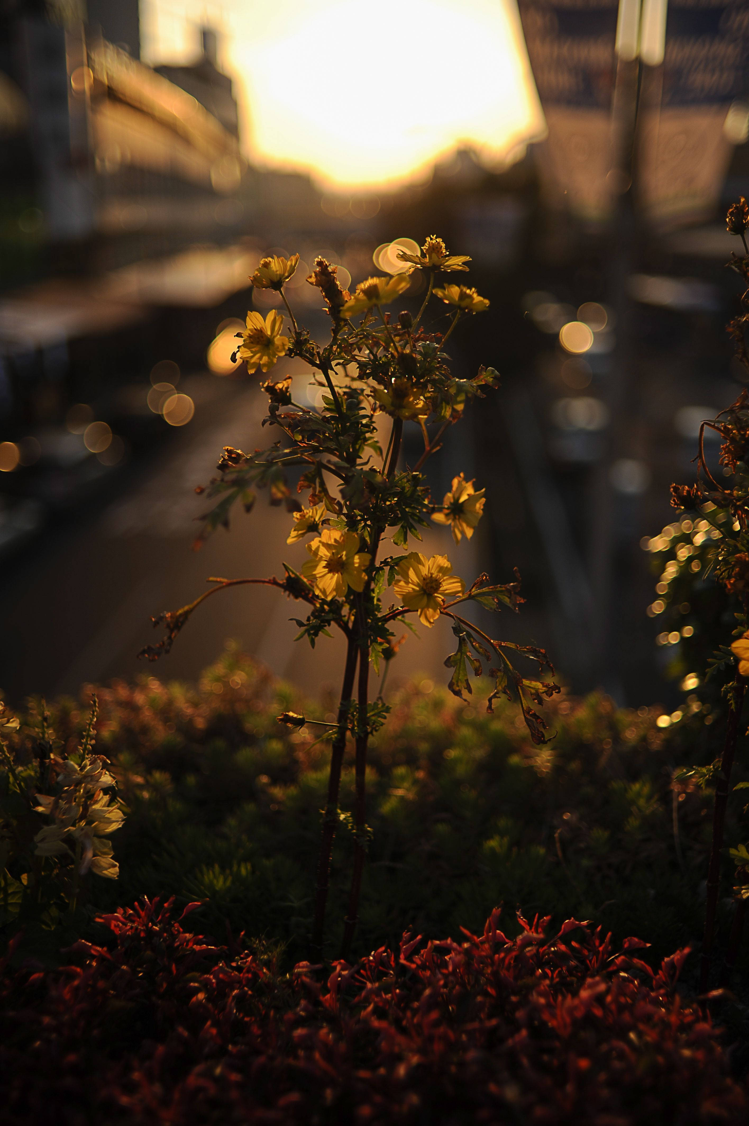 ดอกไม้สวยงามสไตล์ฤดูร้อน ภาพโฟกัสชัด วอลเปเปอร์