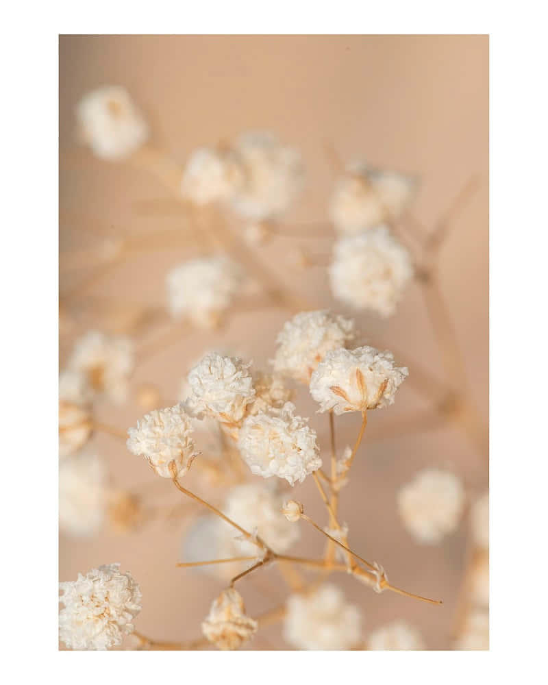 ดอกไม้สีขาวบานใกล้ๆ บนพื้นหลังสีเบจ วอลเปเปอร์