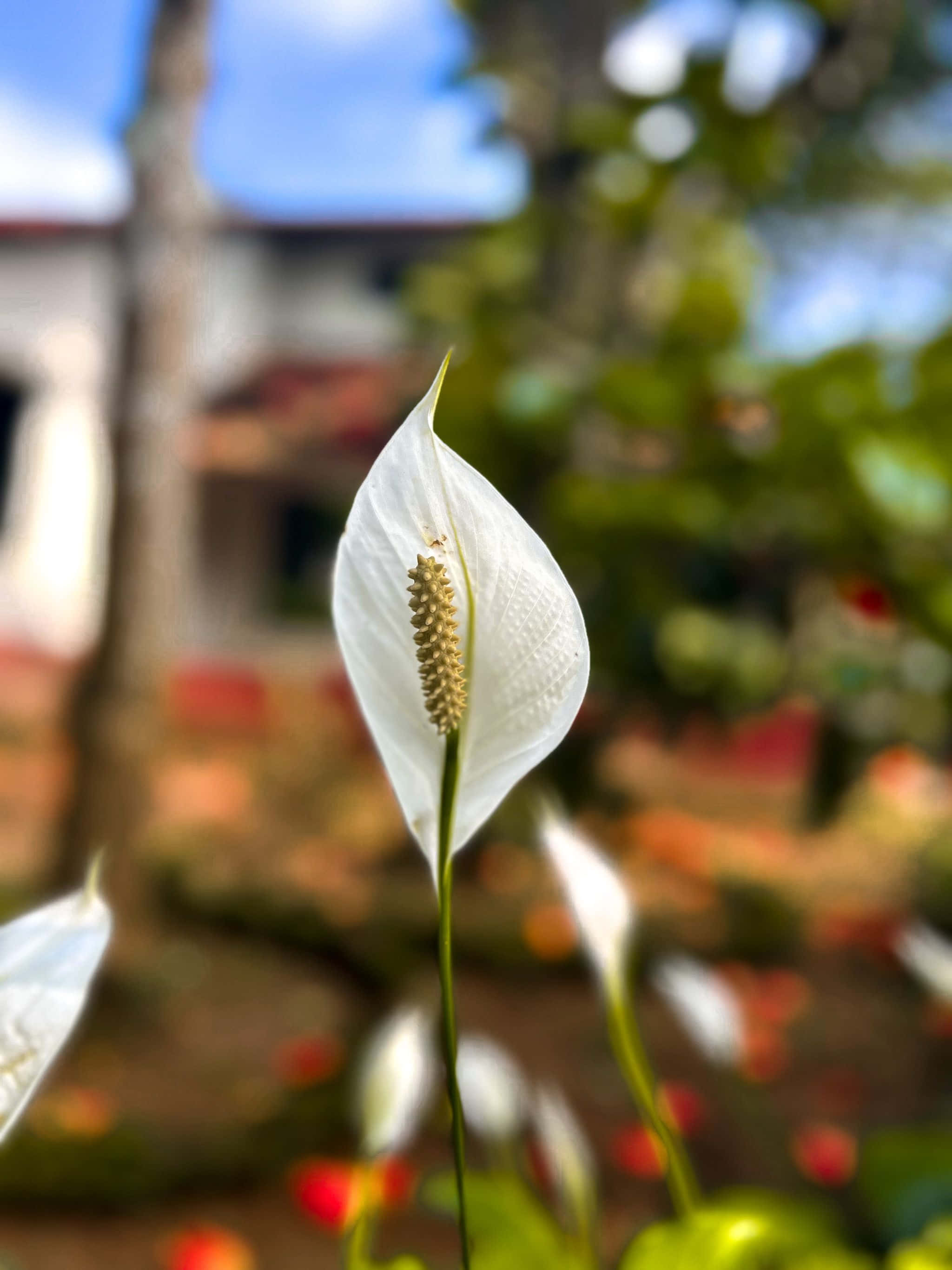 ดอกไม้สีขาวหน้าบ้าน วอลเปเปอร์