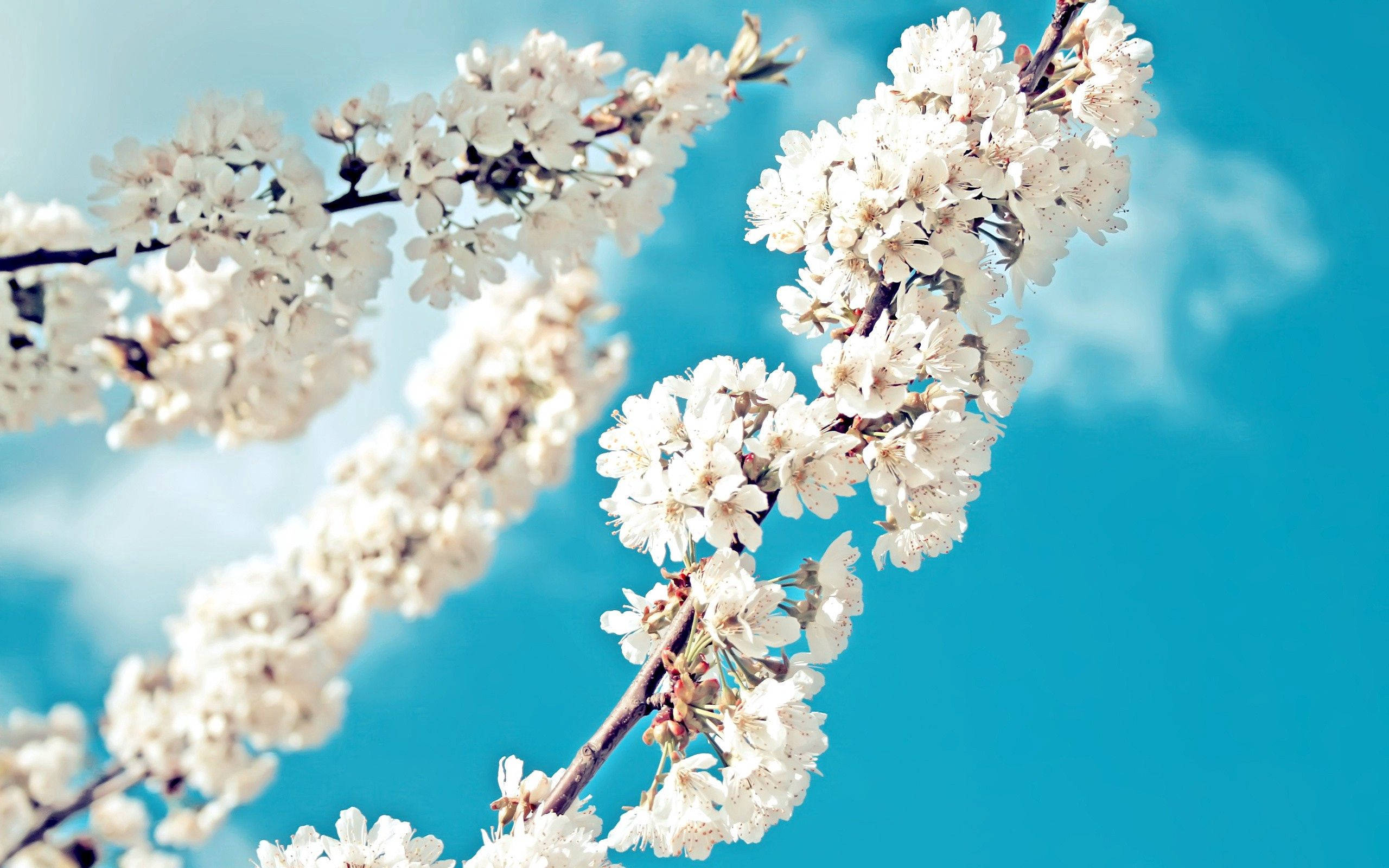 ดอกไม้สีขาวในฤดูใบไม้ผลิ วอลเปเปอร์