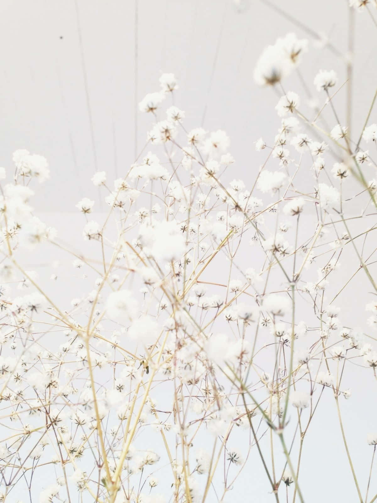 ดอกไม้สีขาวในแจกันตัดกับท้องฟ้าสีขาว วอลเปเปอร์