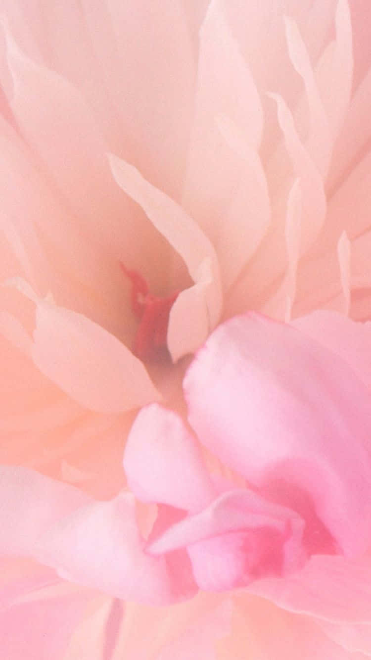 ดอกไม้สีชมพูนุ่มนวลสวยงามตัดกับพื้นหลังสีเขียว วอลเปเปอร์