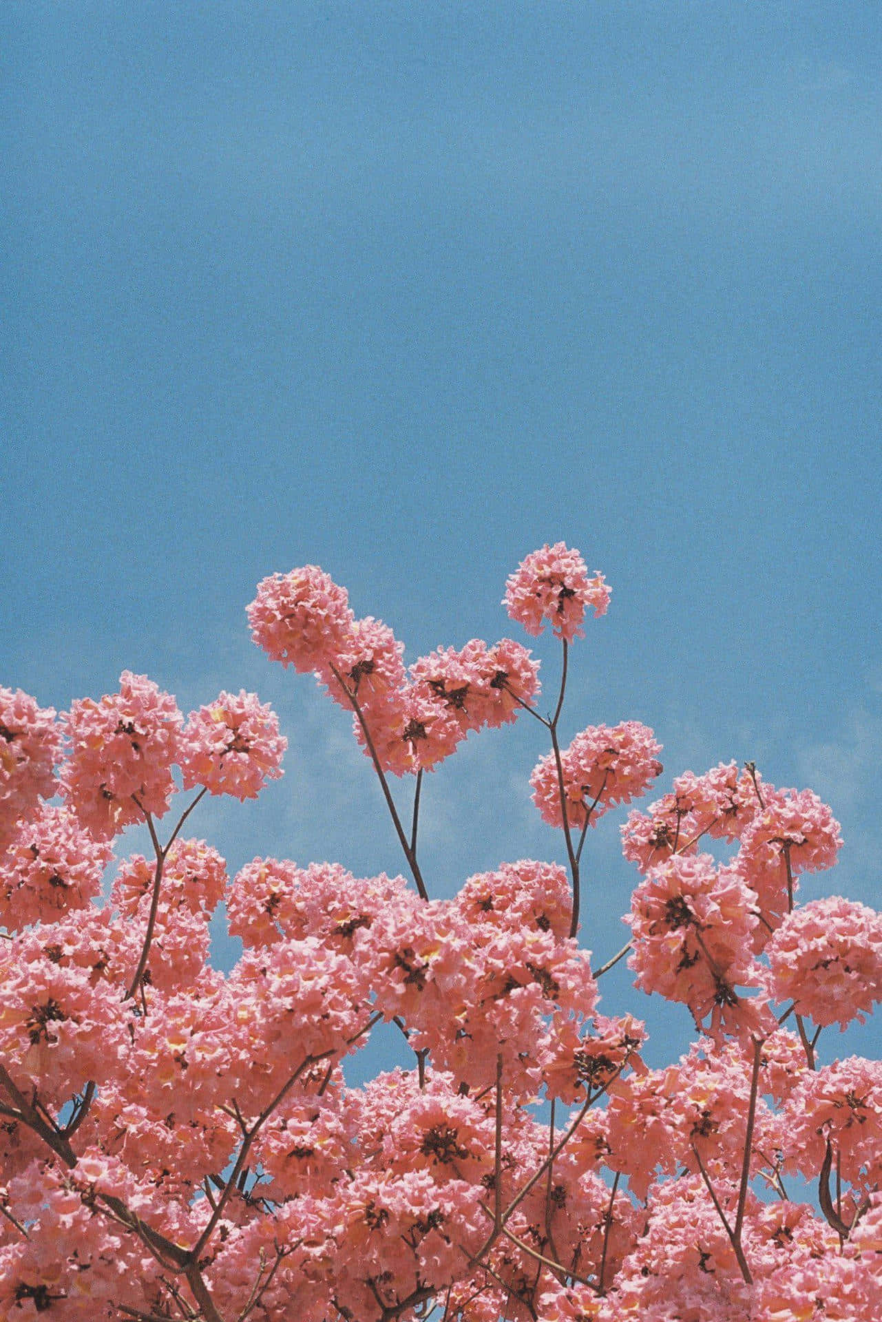 ดอกไม้สีชมพูบานสะพรั่งรายล้อมด้วยใบไม้เขียวขจี วอลเปเปอร์