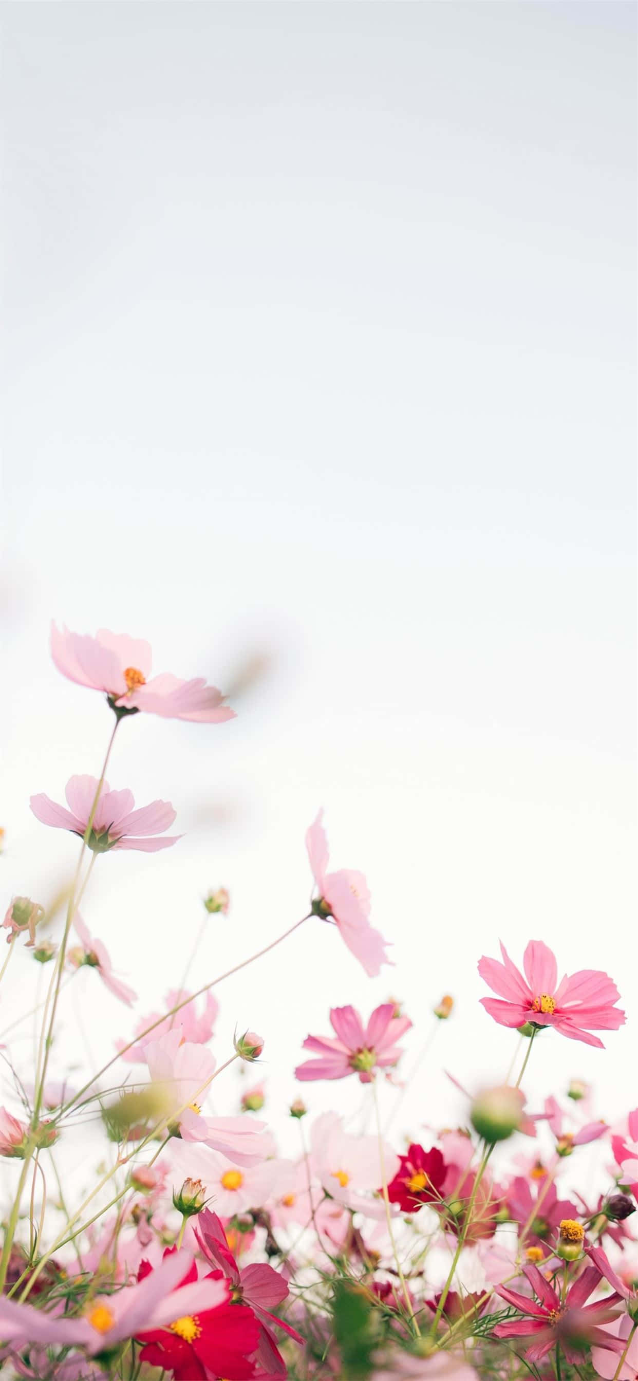 ดอกไม้สีชมพูสวยงามบนพื้นหลังสีขาว วอลเปเปอร์