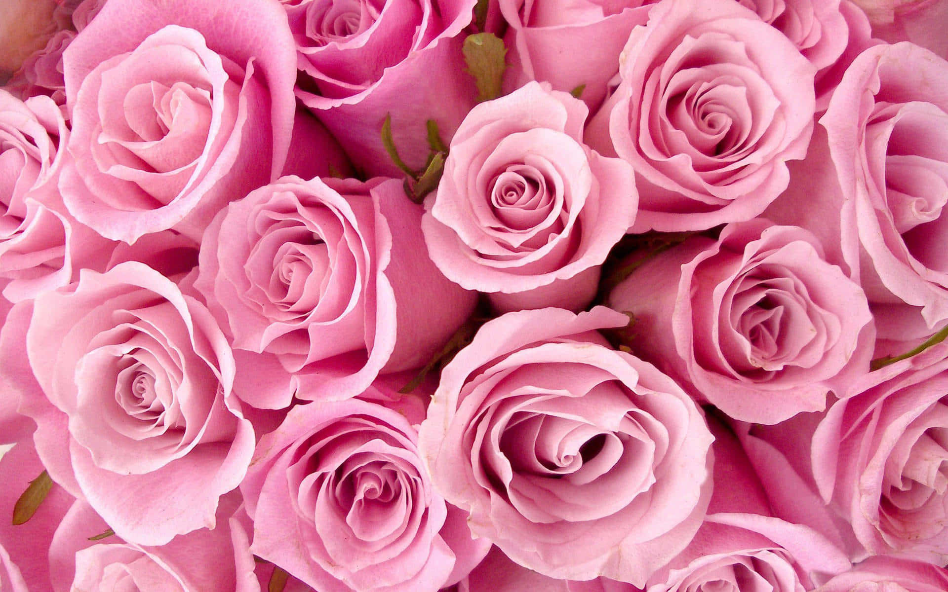 ดอกไม้สีชมพูสวยงามที่ทำให้สวนกลางแจ้งสดใส วอลเปเปอร์