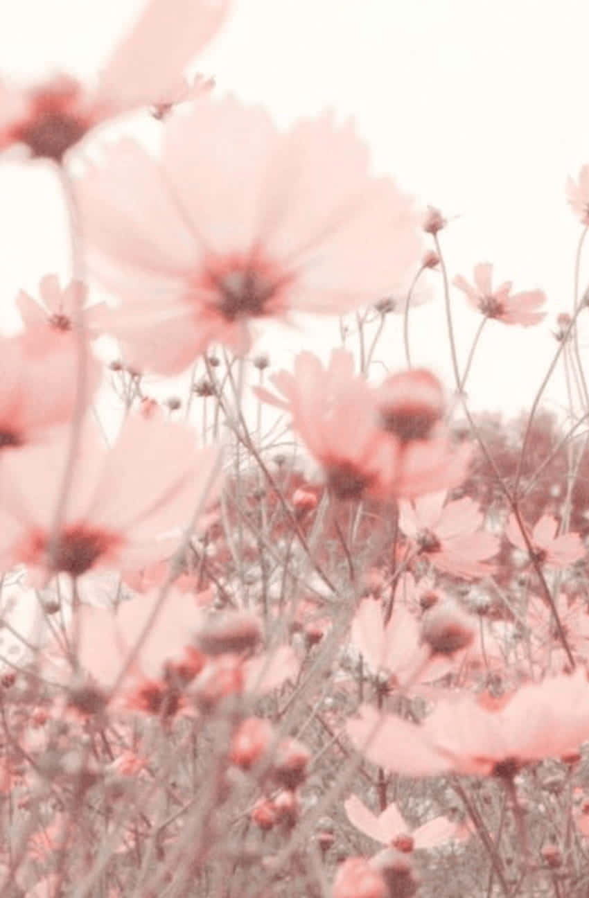 ดอกไม้สีชมพูอ่อนกลีบบางเบาแผ่กระจายท่ามกลางแสงแดด วอลเปเปอร์
