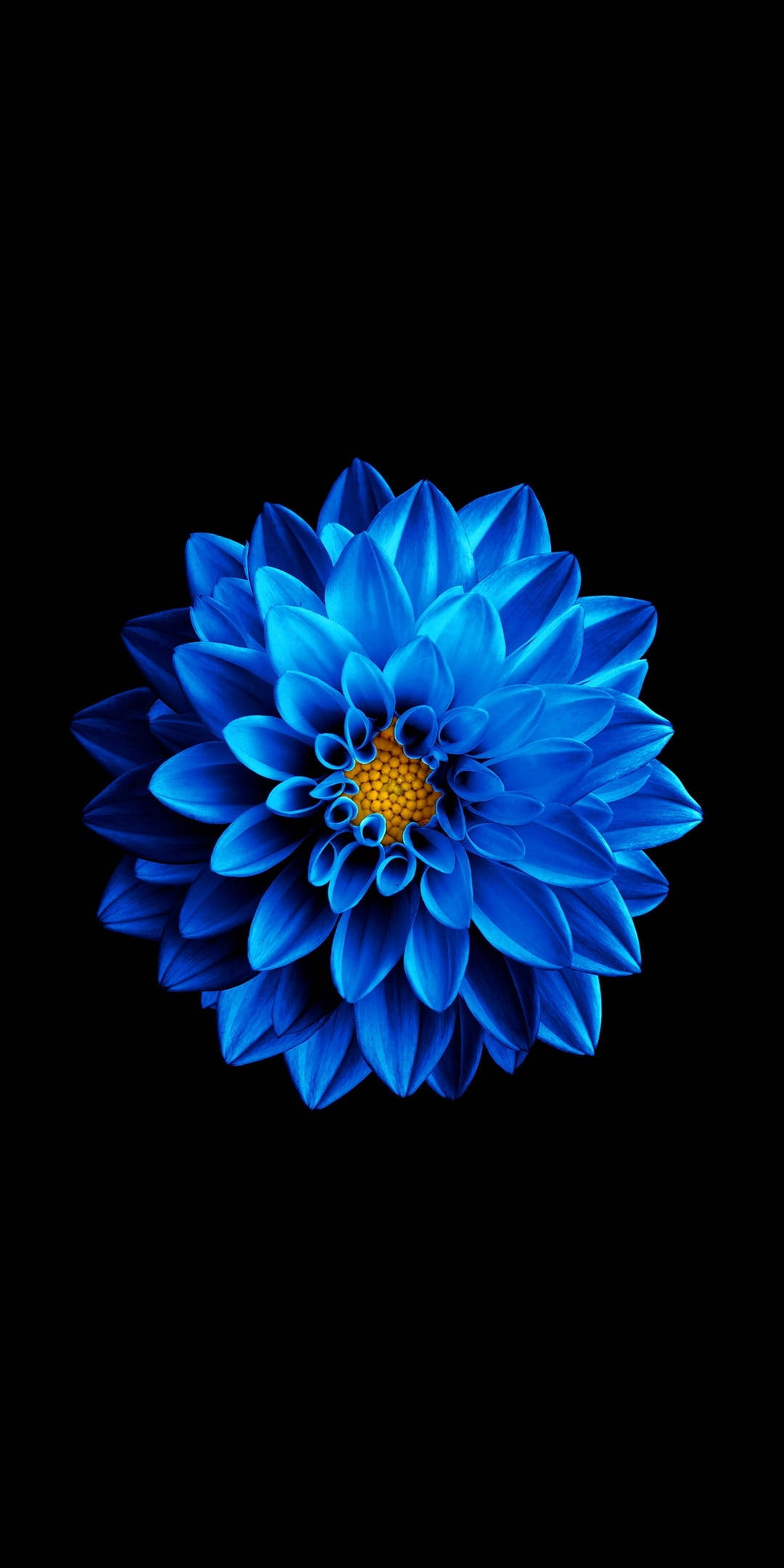 ดอกไม้สีฟ้าบนพื้นหลังดำ AMOLED วอลเปเปอร์