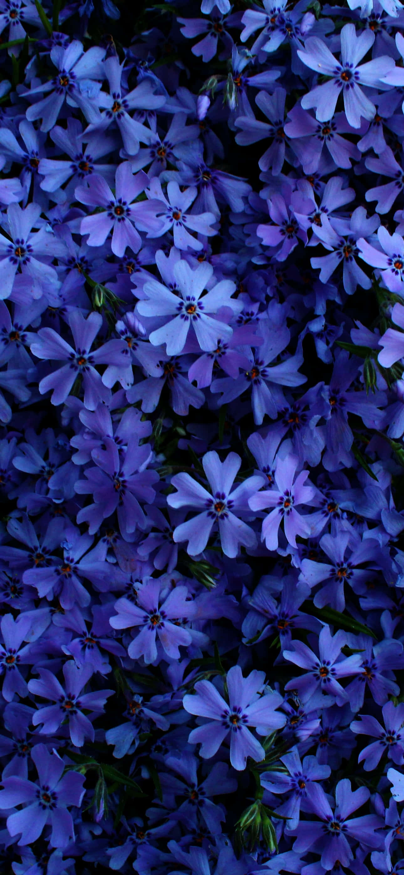 ดอกไม้สีฟ้าหลายดอก วอลเปเปอร์