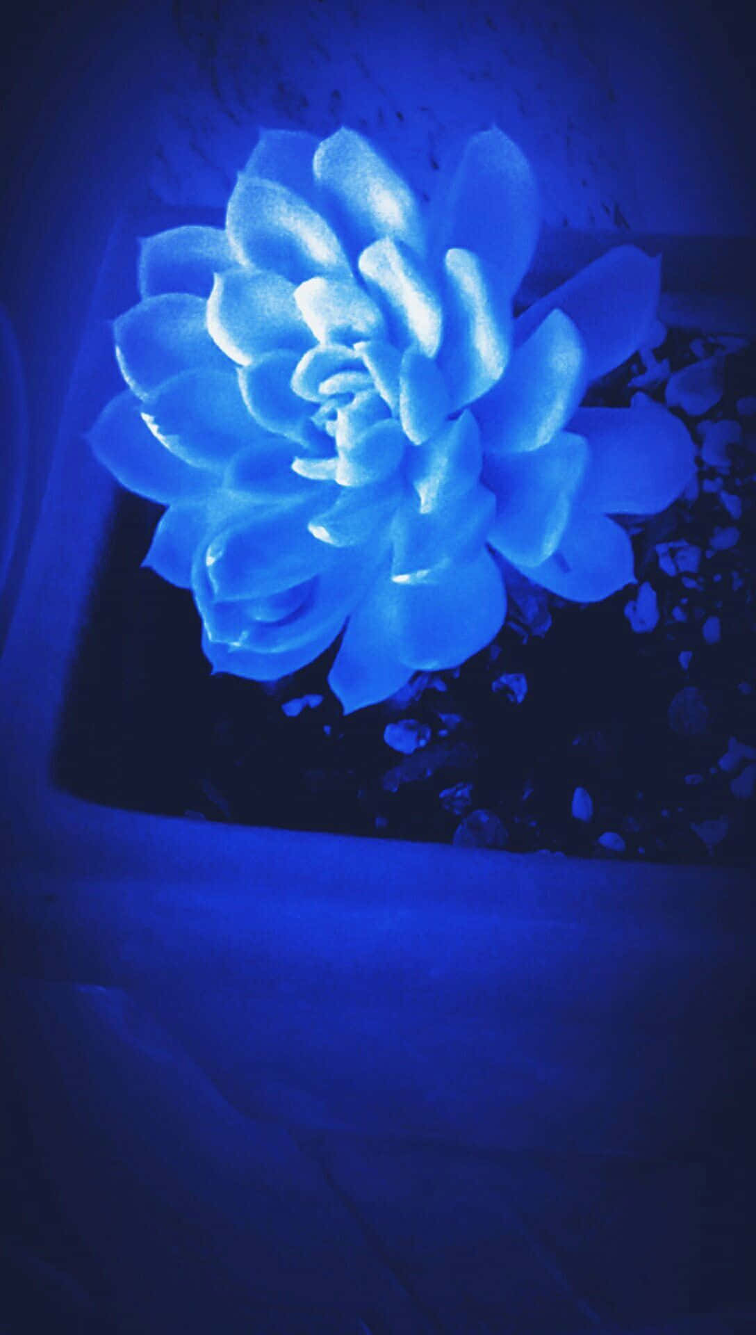 ดอกไม้สีฟ้าในกระถาง วอลเปเปอร์