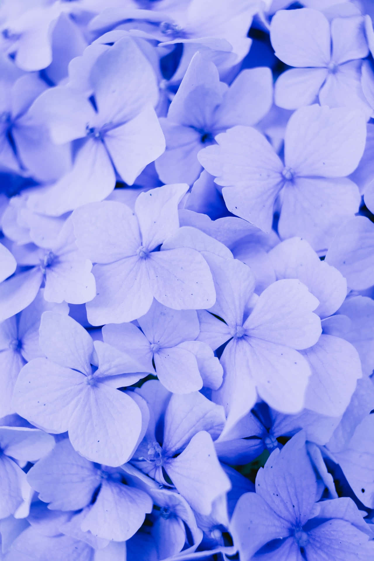 ดอกไม้สีฟ้าไฮเดรนเยีย โทรศัพท์ วอลเปเปอร์