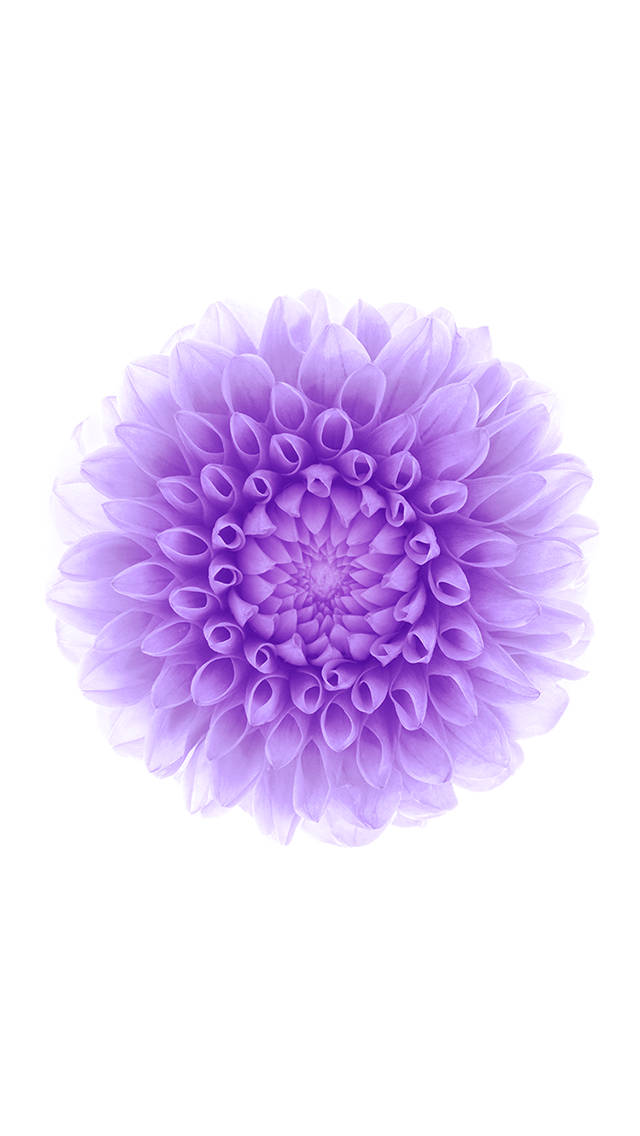 ดอกไม้สีม่วง iOS 6 วอลเปเปอร์