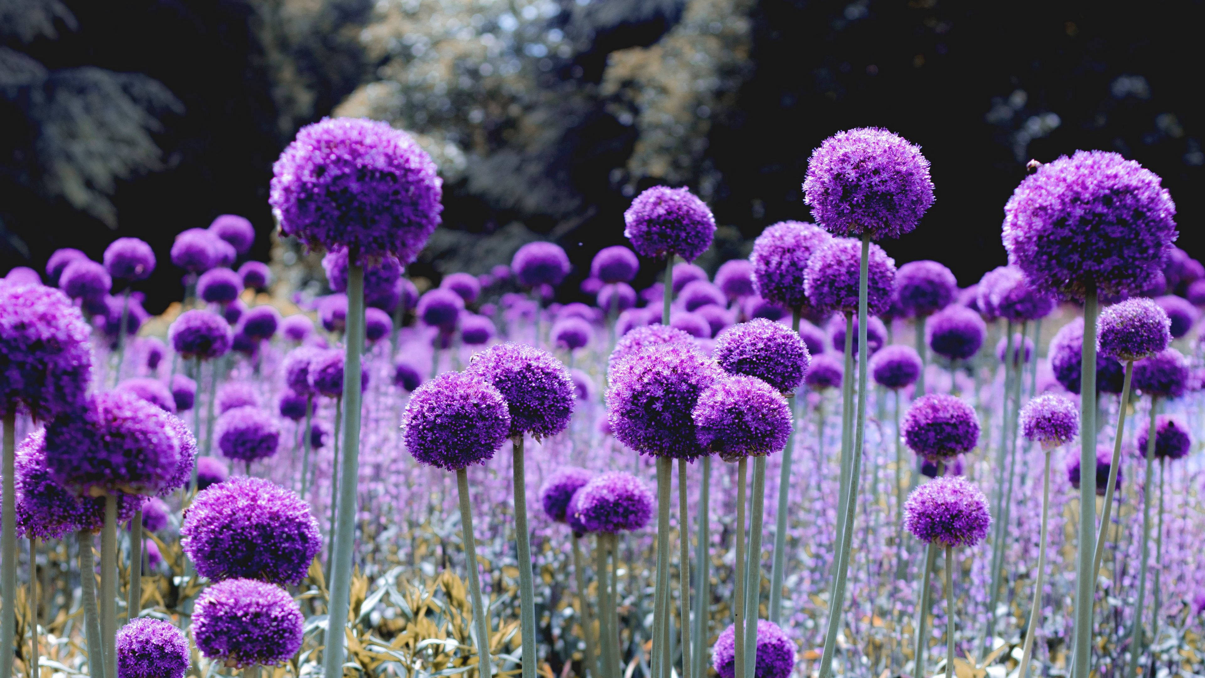 ดอกไม้สีม่วงคล้ายดอกแดนดิไลออนบานสะพรั่ง วอลเปเปอร์