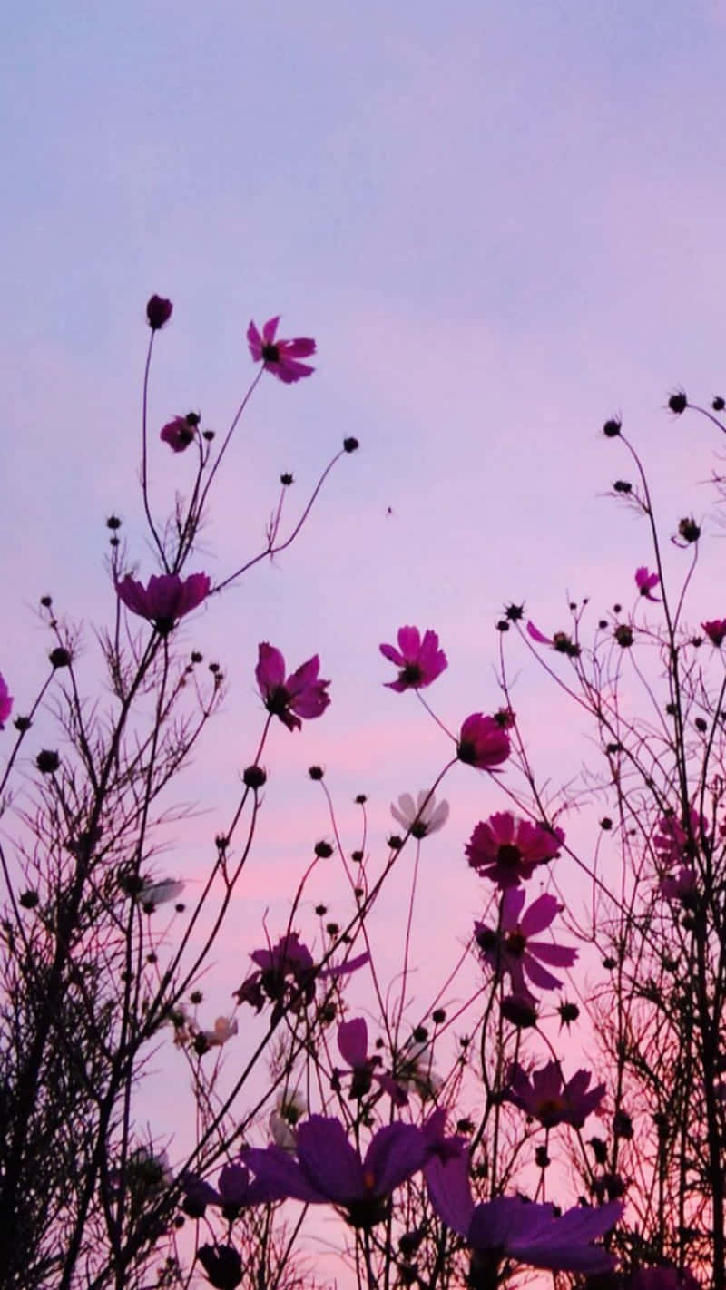 พื้นหลังดอกไม้สีม่วง — ดอกไม้ วอลเปเปอร์