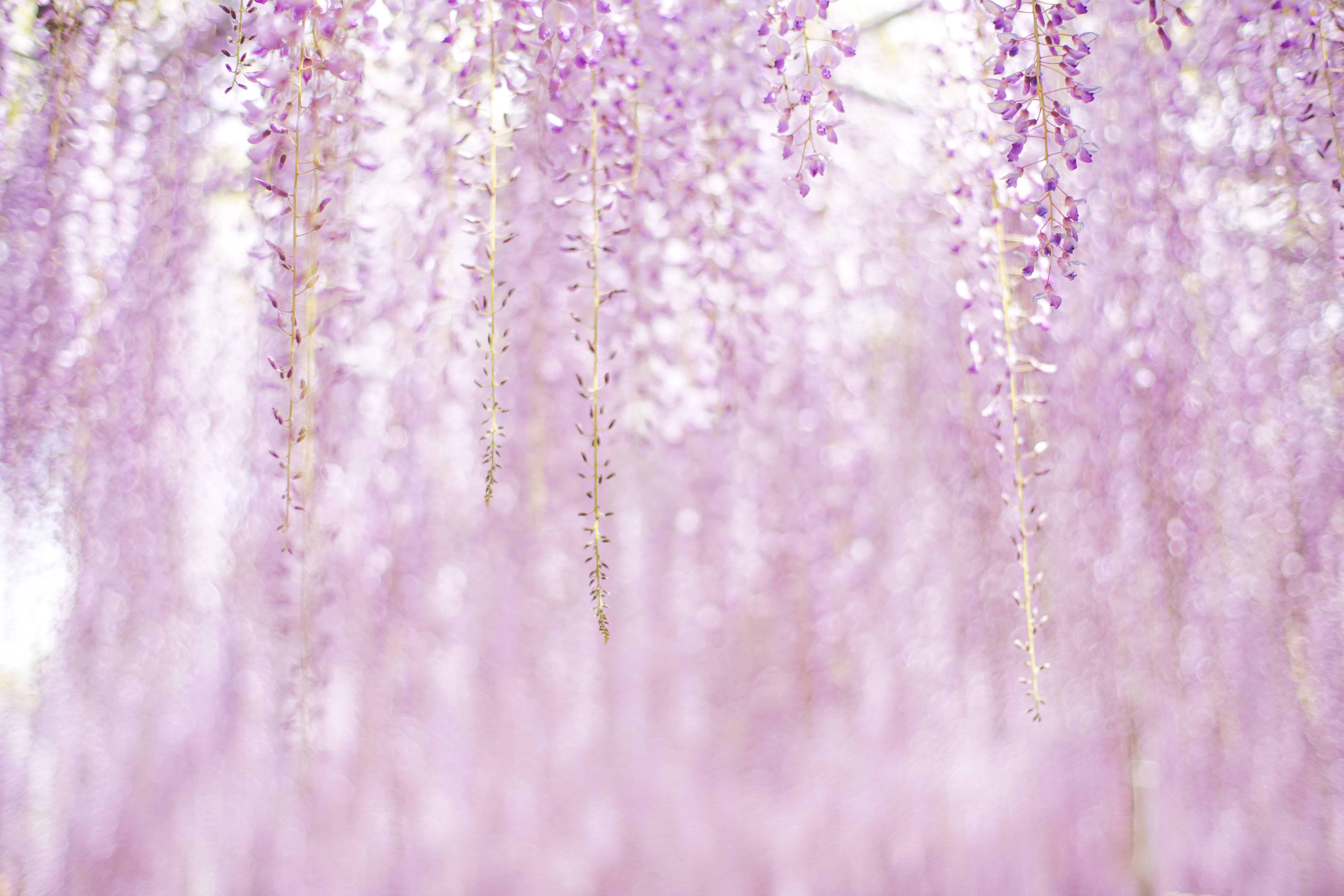 ดอกไม้สีม่วงสวยงาม วอลเปเปอร์