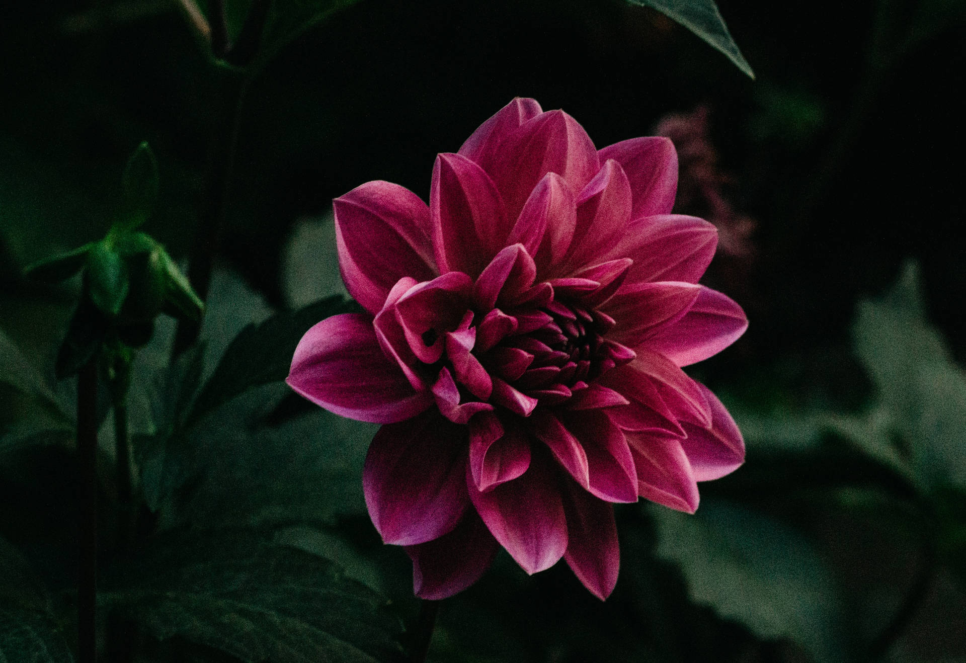 ดอกไม้สีม่วงที่มีกลีบบางสง่าและใบสีเขียว วอลเปเปอร์ — สีม่วง วอลเปเปอร์