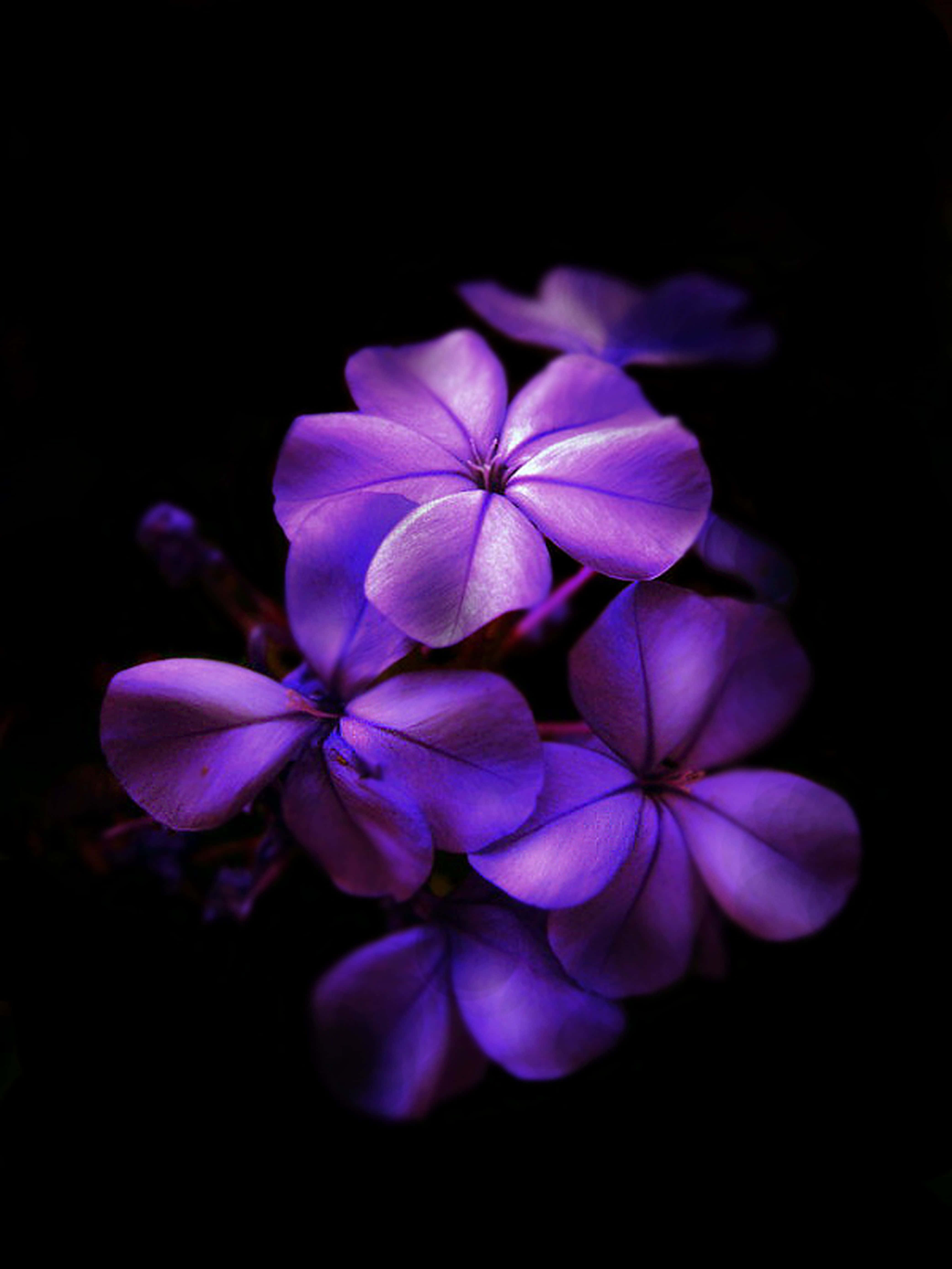 ดอกไม้สีม่วงในความมืด วอลเปเปอร์