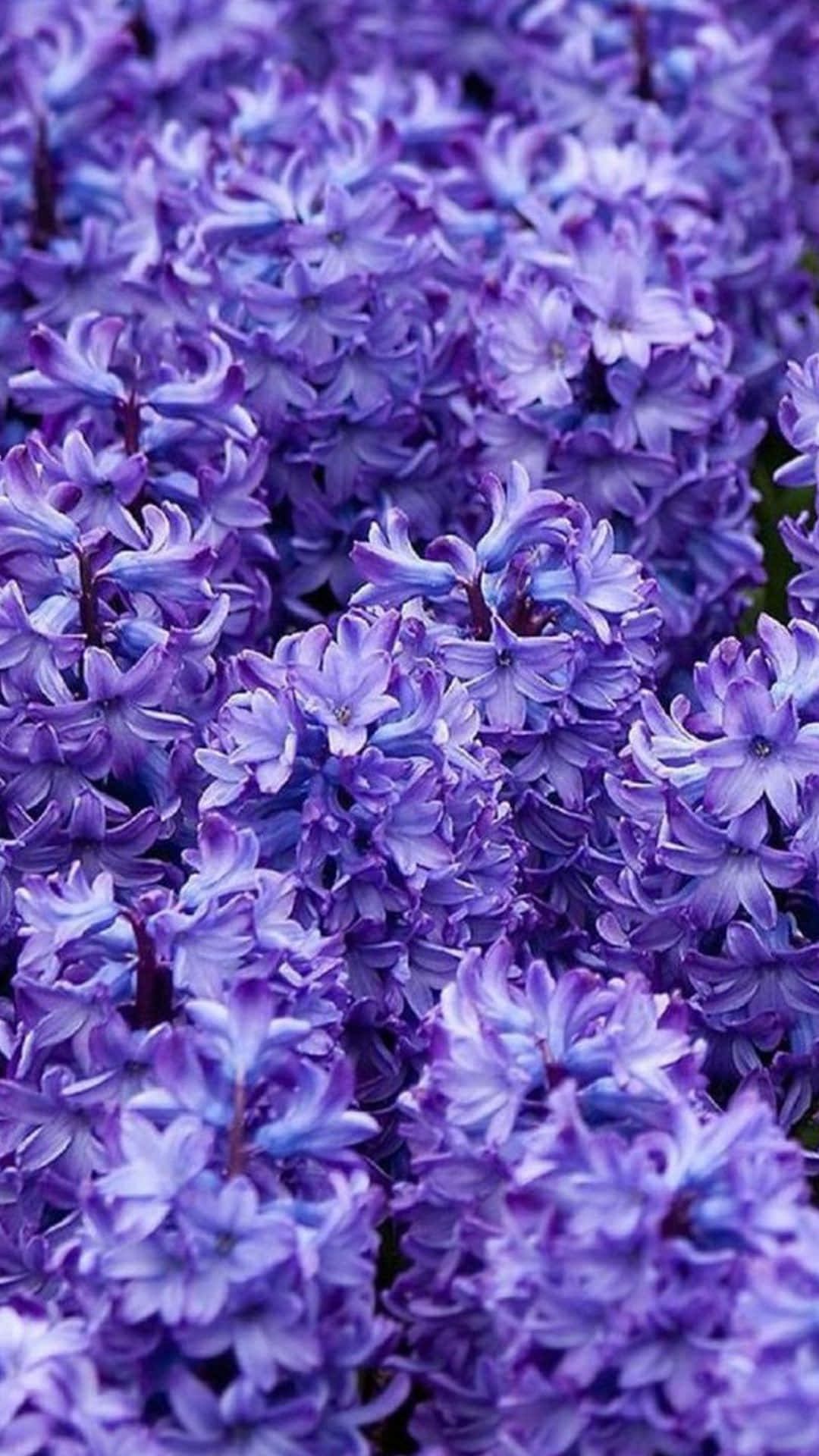 ดอกไม้สีม่วงในสวนถ่ายระยะใกล้ วอลเปเปอร์