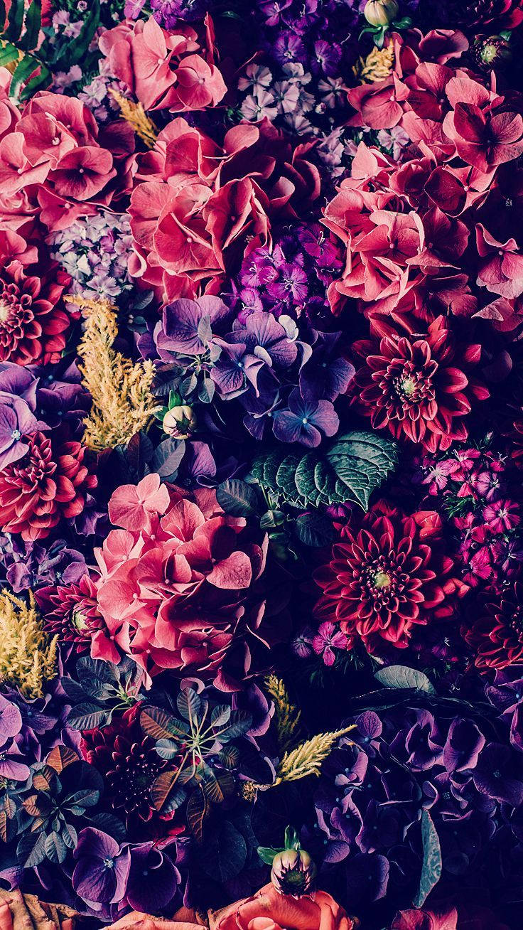 ดอกไม้สีสันสดใสในเฉดมืดสำหรับไอโฟน วอลเปเปอร์