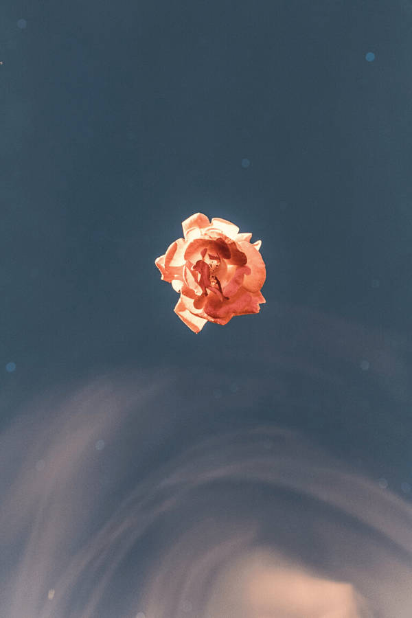 ดอกไม้สีส้มวินเทจสวยเรียบง่าย วอลเปเปอร์