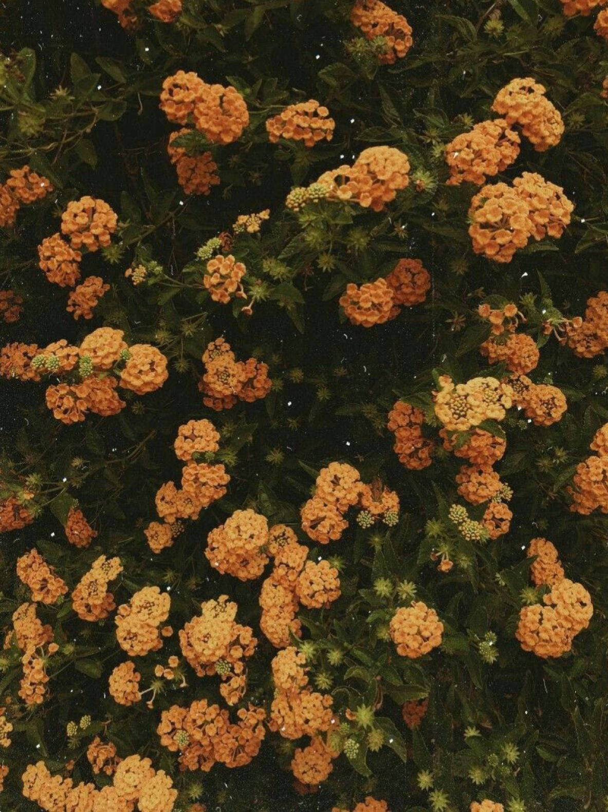 ดอกไม้สีส้มเล็กสไตล์วินเทจ วอลเปเปอร์