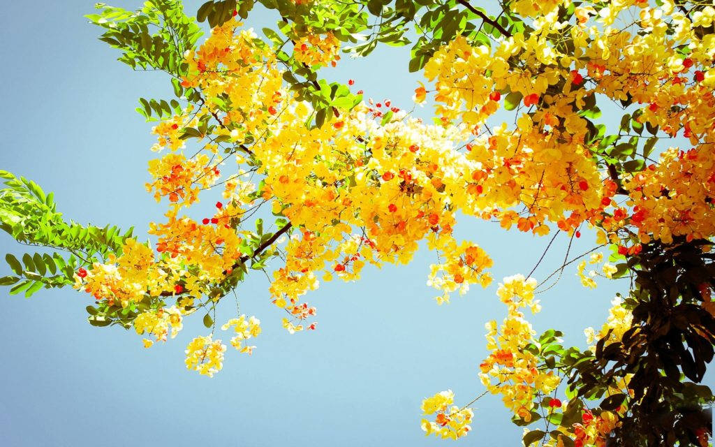 ดอกไม้สีเหลืองบนต้นไม้ในฤดูร้อน วอลเปเปอร์
