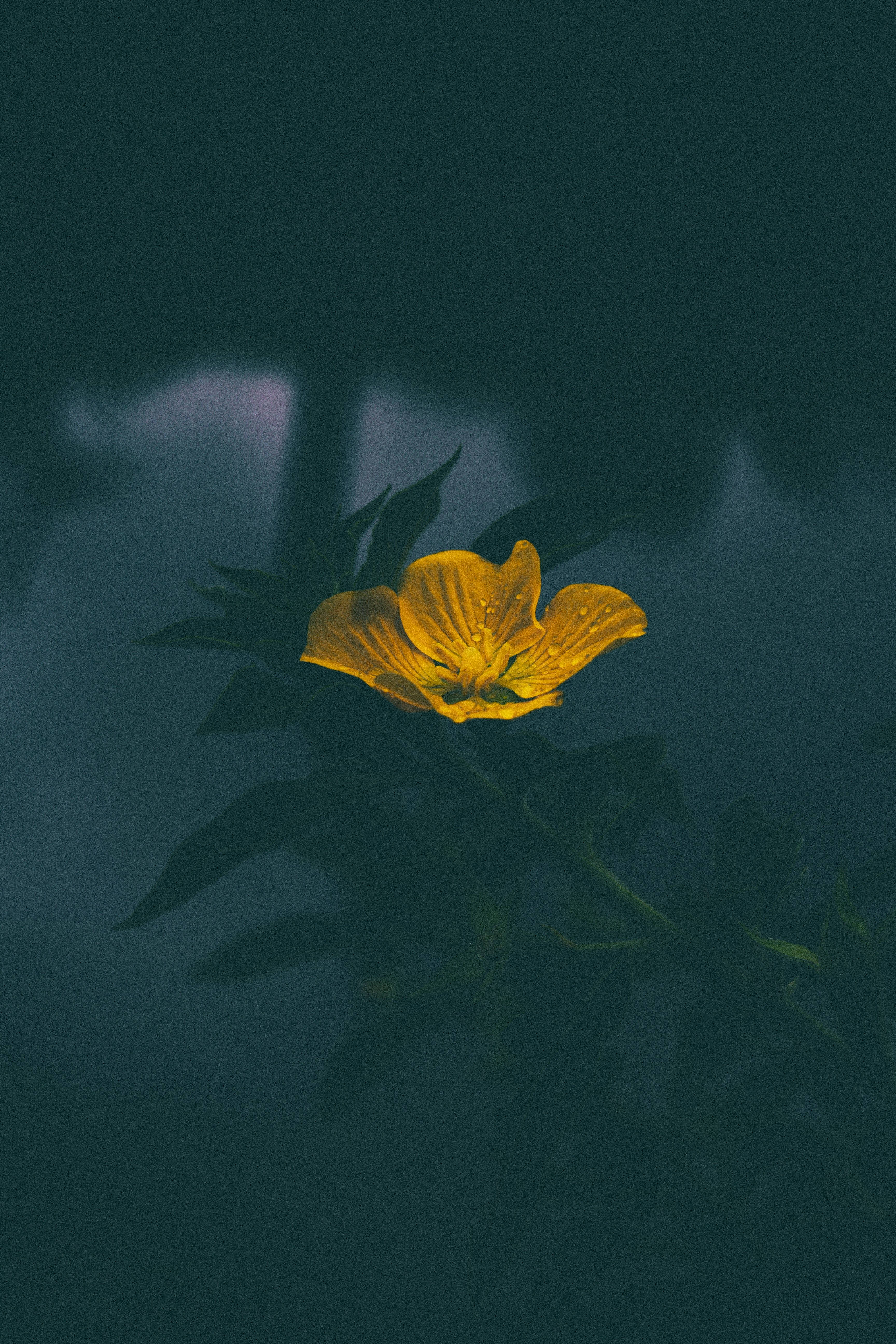 ดอกไม้สีเหลืองสดใสและร่าเริงบนพื้นหลังสีเทาพร่า วอลเปเปอร์