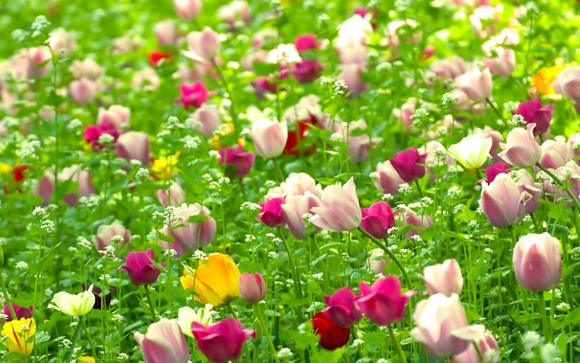 ดอกไม้สีแดง ขาว ชมพู ธรรมชาติ — ดอกไม้ วอลเปเปอร์