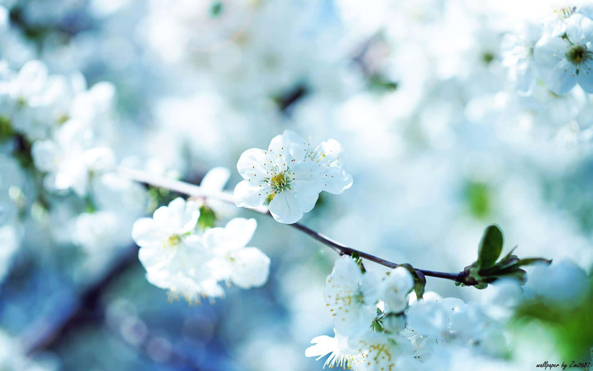 ดอกไม้เดี่ยวสวยงามที่เบ่งบานในทุ่ง วอลเปเปอร์