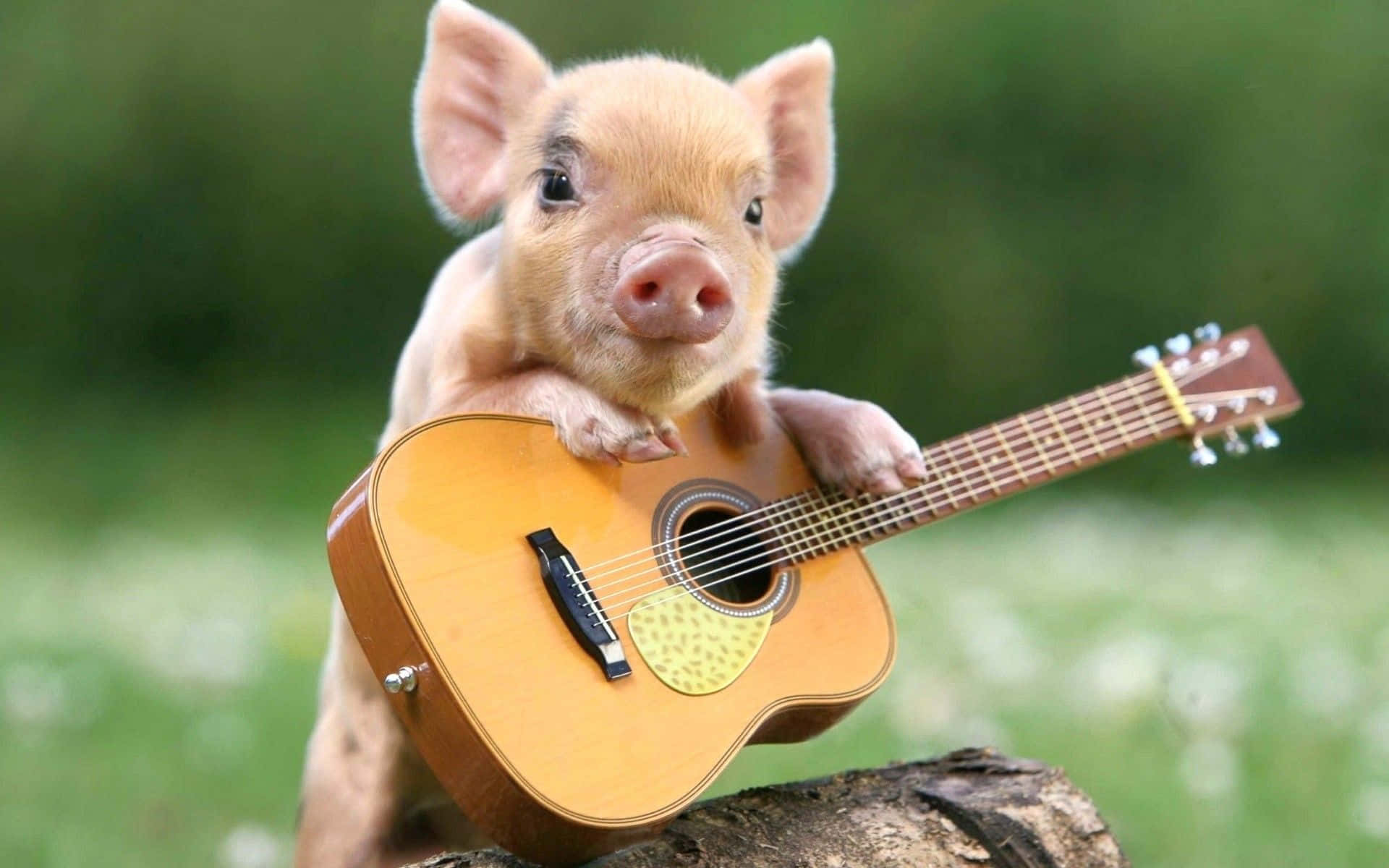 ดูหมูน่ารักตัวนี้สิ! วอลเปเปอร์