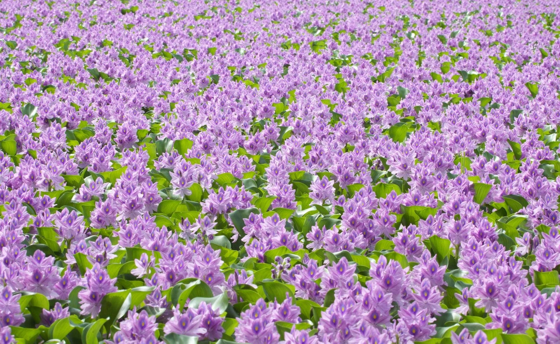 เต็มไปด้วยดอกไม้สีม่วงและใบไม้สีเขียวในวอลเปเปอร์อากาศสดใส — สีม่วง วอลเปเปอร์