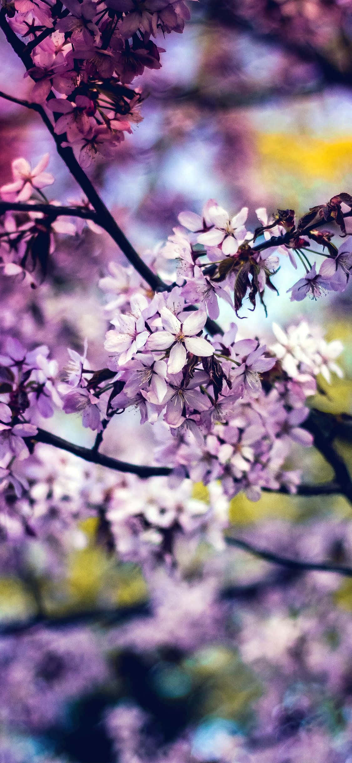 ทำให้วันของคุณสดใสขึ้นด้วยดอกไม้สีรุ้ง วอลเปเปอร์