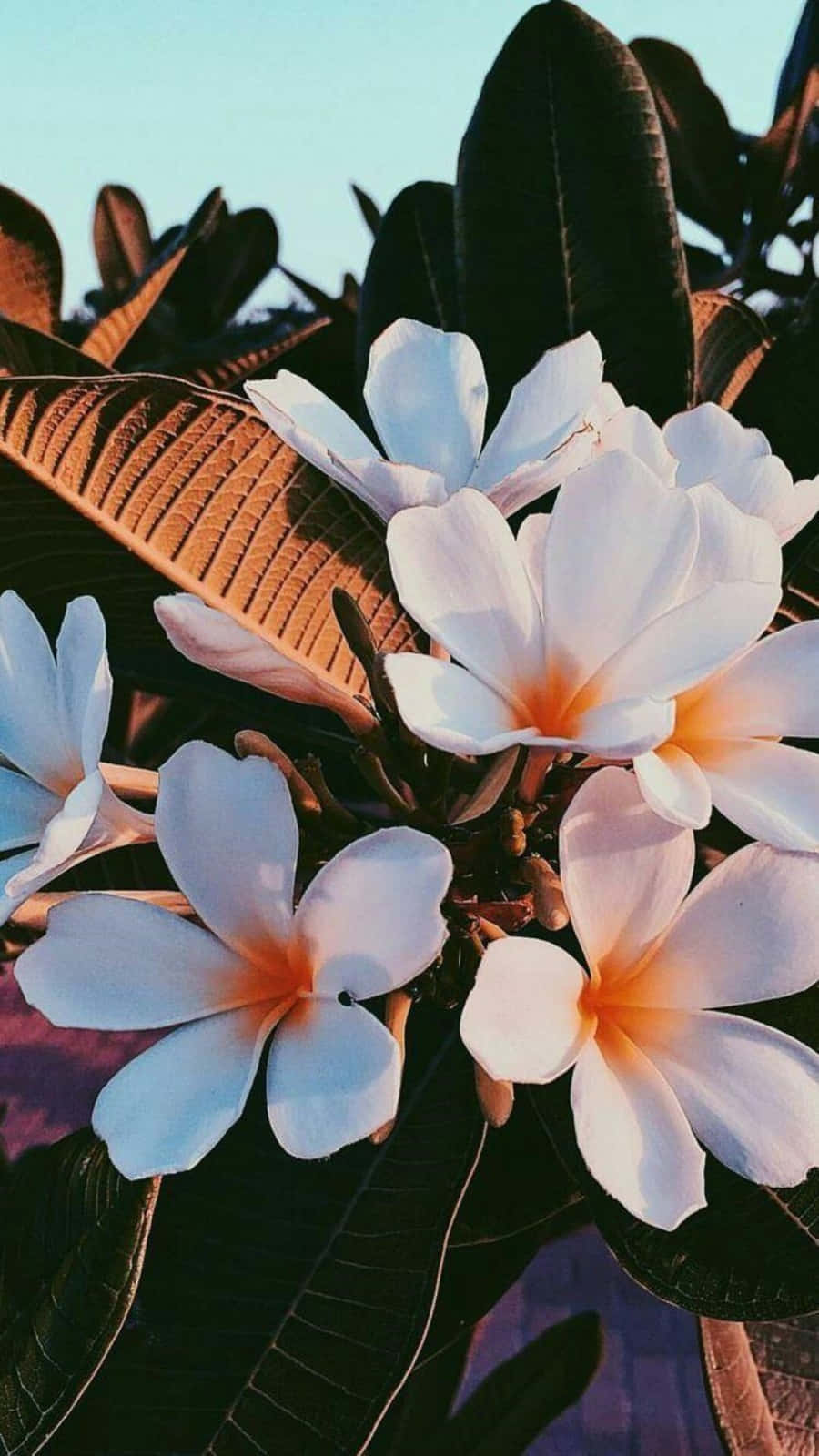 ทุ่งดอกไม้สวยงามและมีสีสันสดใส เหมาะสำหรับทุกโอกาสพิเศษ วอลเปเปอร์