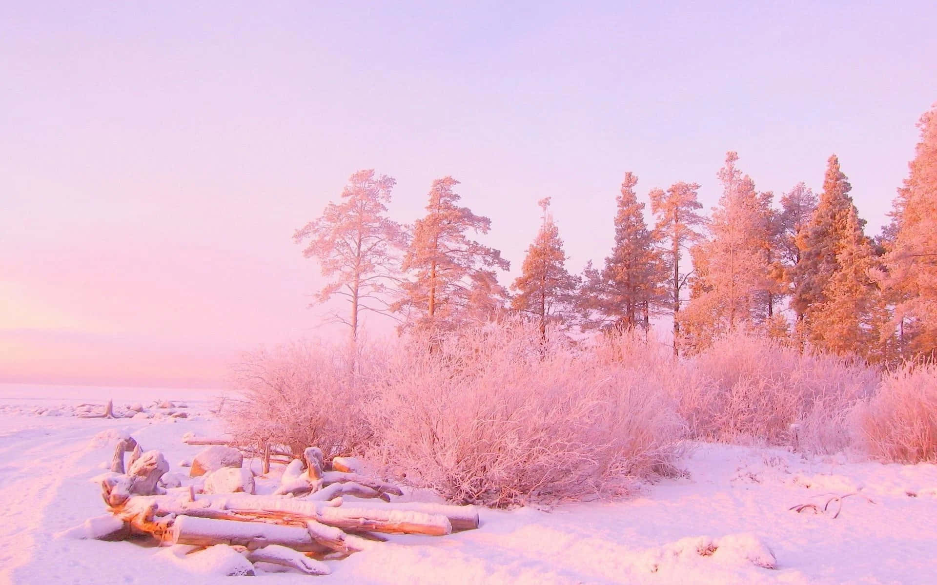 ทุ่งดอกไม้สีขาวละเอียดในโทนชมพูอ่อน สร้างบรรยากาศสงบและฝัน วอลเปเปอร์