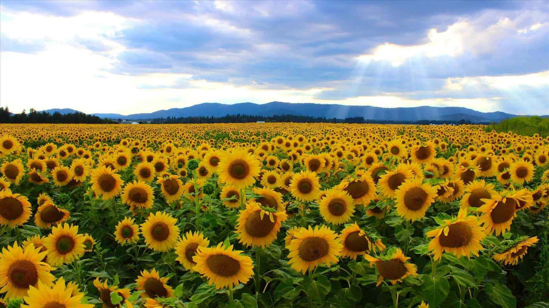 ทุ่งทานตะวันพื้นหลังสีเหลือง วอลเปเปอร์