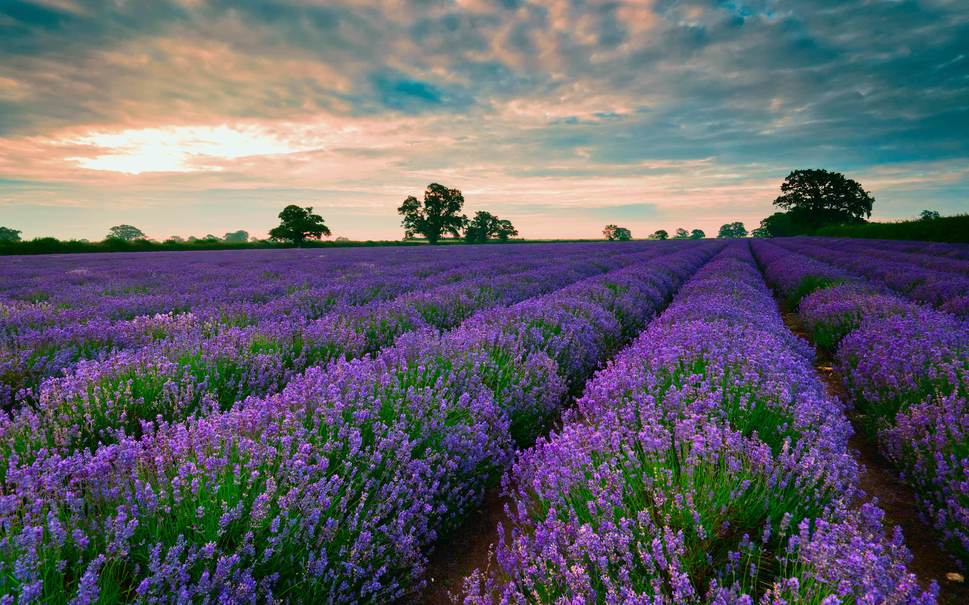 ทุ่งลาเวนเดอร์วิวสวยบนหน้าจอ วอลเปเปอร์