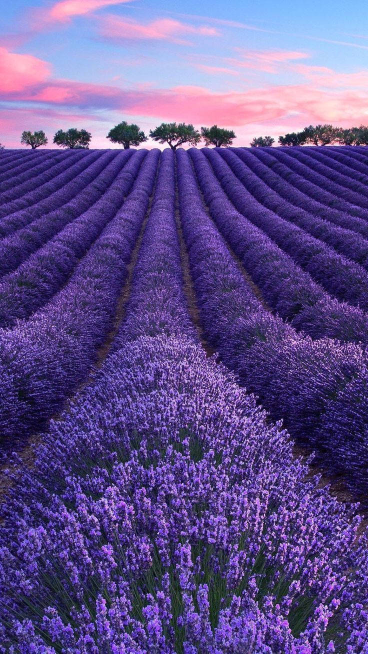 ทุ่งลาเวนเดอร์สวยงาม ต้นไม้ และเมฆสีชมพู วอลเปเปอร์