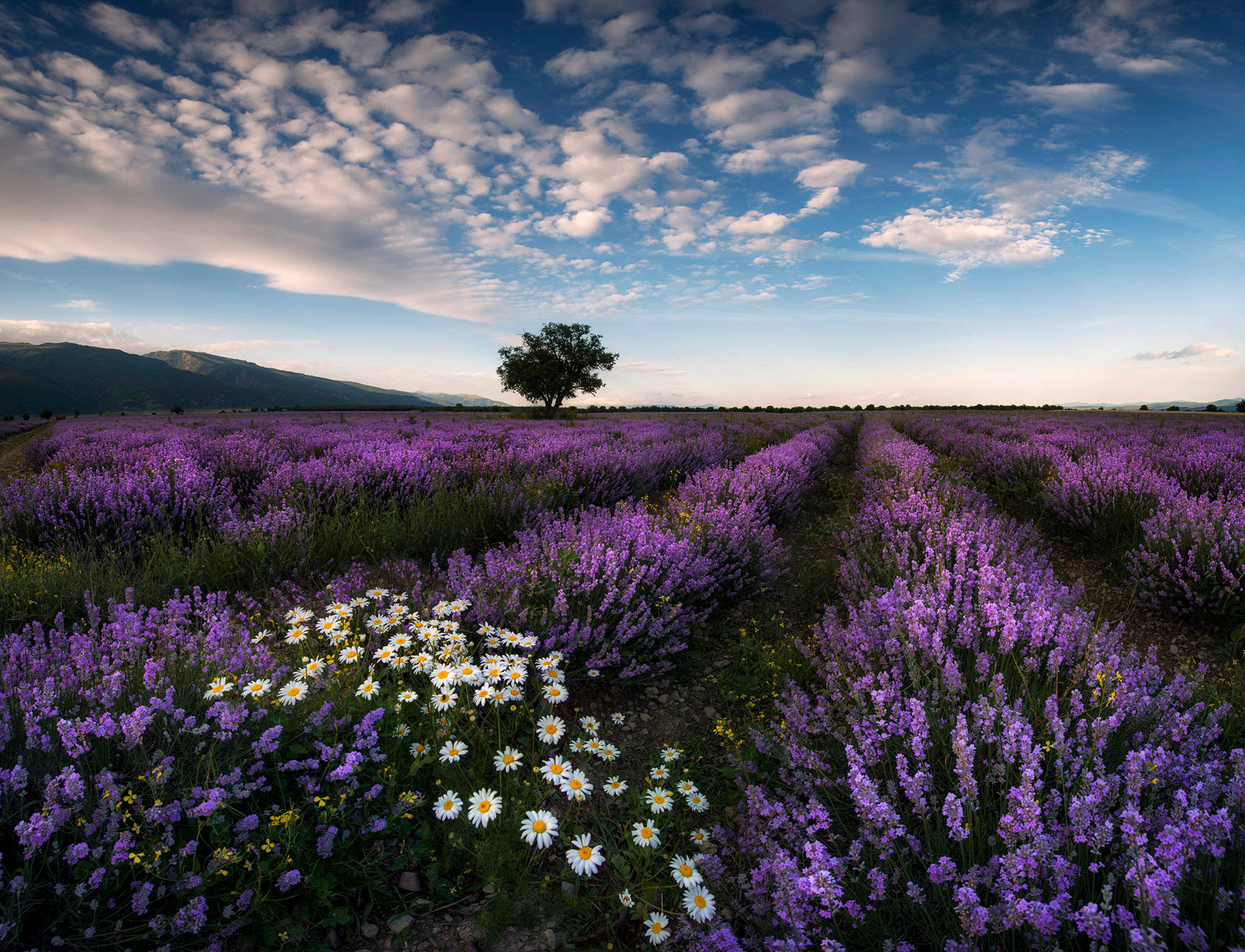 ทุ่งลาเวนเดอร์สวยงามกับดอกเดซี่ วอลเปเปอร์
