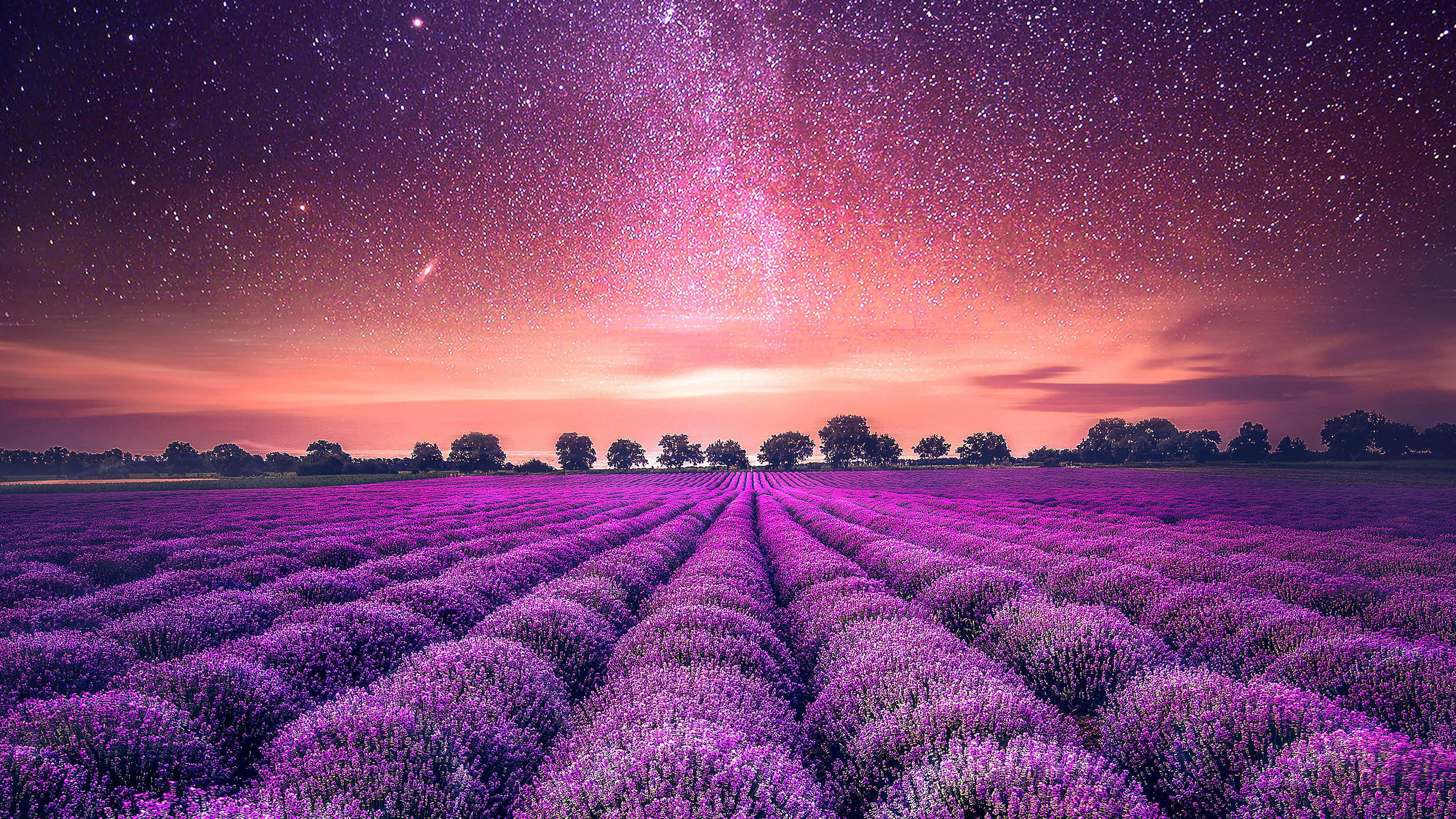 ทุ่งลาเวนเดอร์สวยงามและดวงดาว วอลเปเปอร์