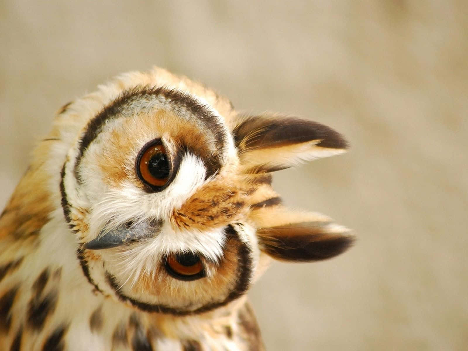นกฮูกน่ารักตากลมโตมองกล้อง วอลเปเปอร์