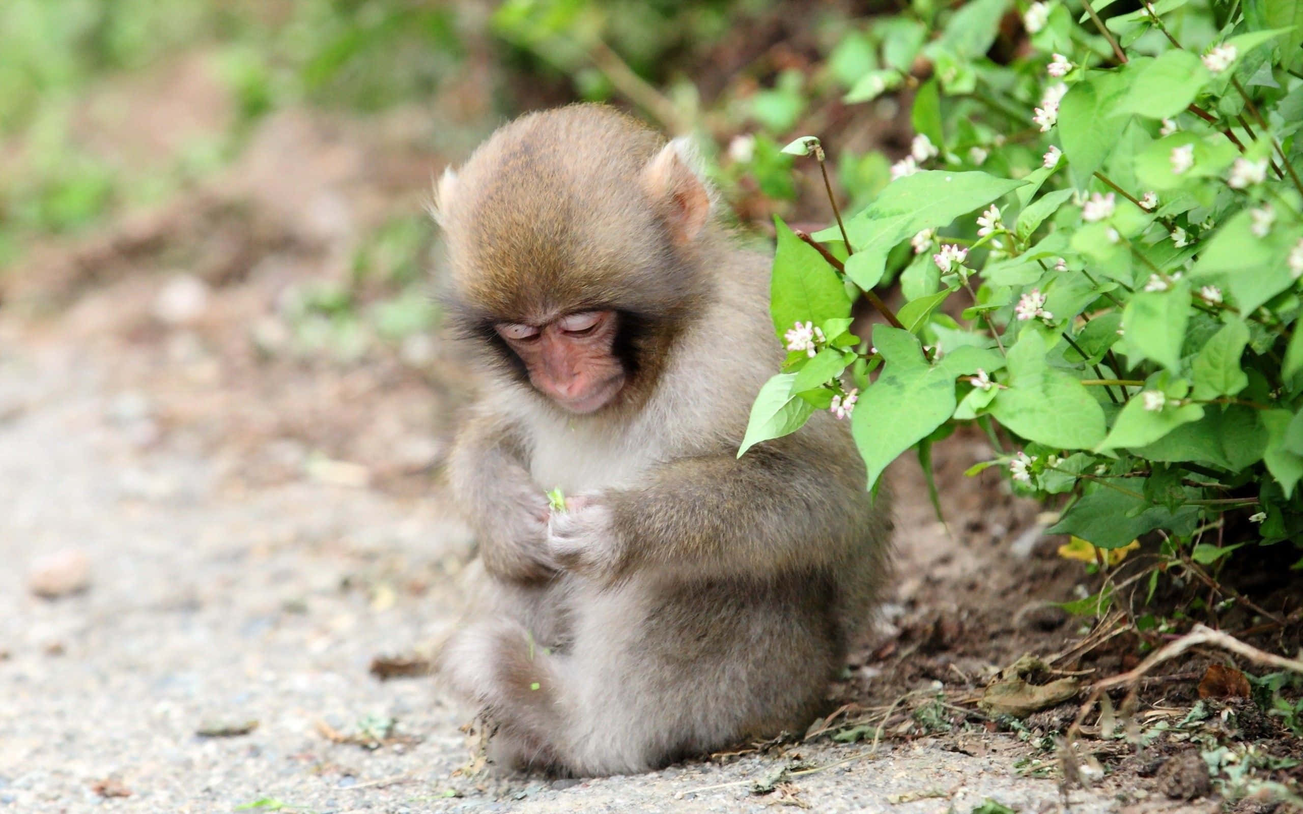 น่ารัก ขี้เล่น และชัดเจนว่าสวยน่ามอง! วอลเปเปอร์