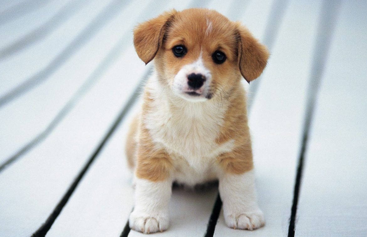 น่ารัก หมา คอร์กี้ อยากรู้ วอลเปเปอร์
