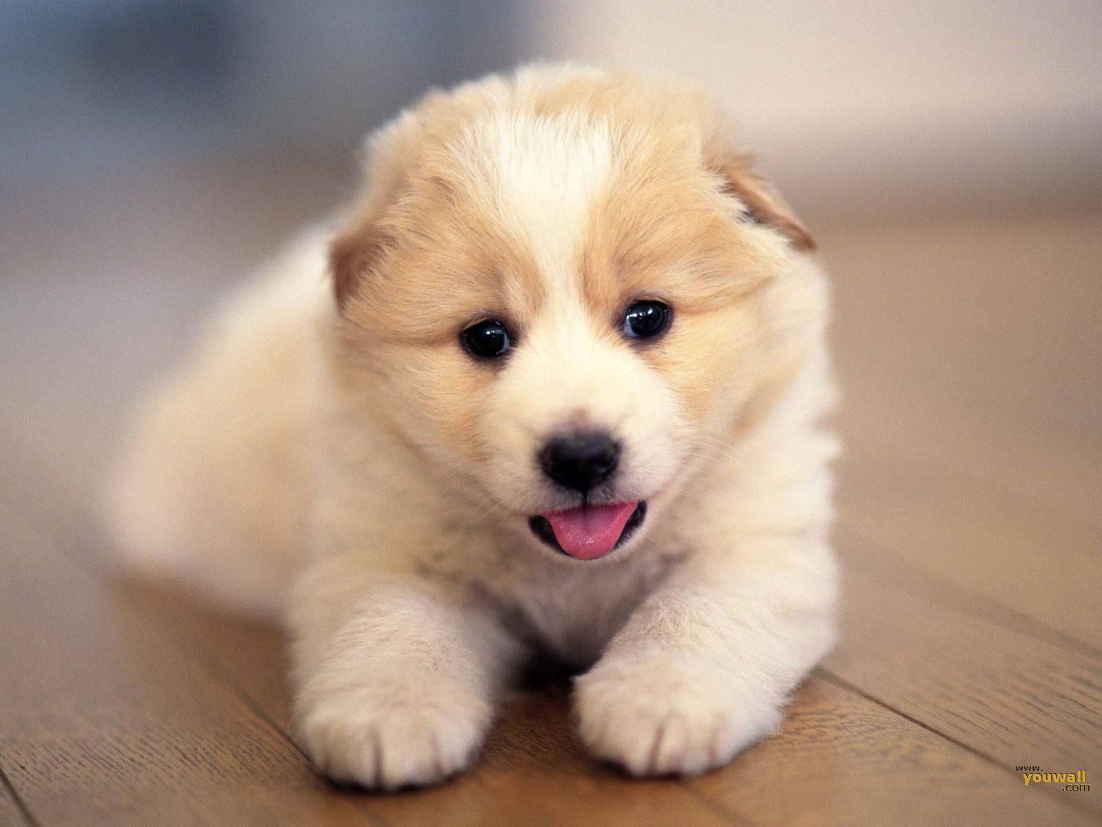 น่ารักหมาเล็กแลบลิ้น วอลเปเปอร์
