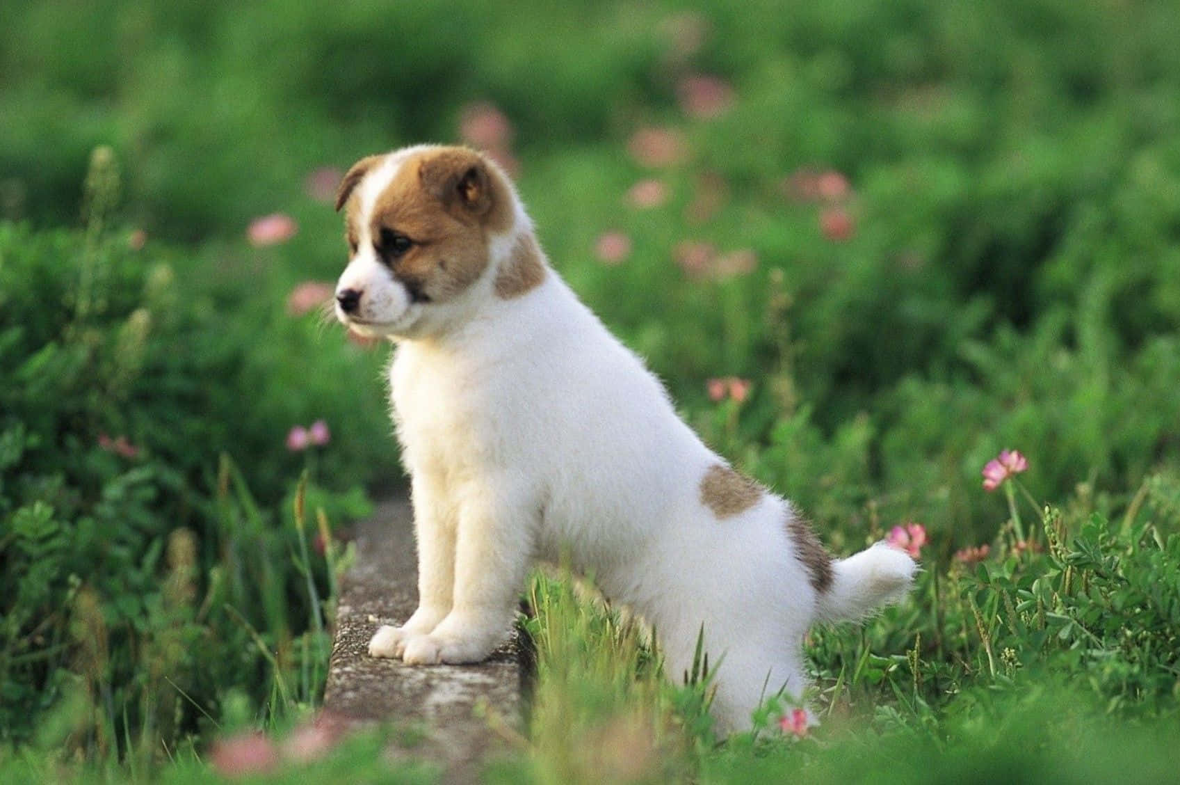 น้องหมาขนฟูน่ารักกำลังโพสท่าถ่ายรูป วอลเปเปอร์