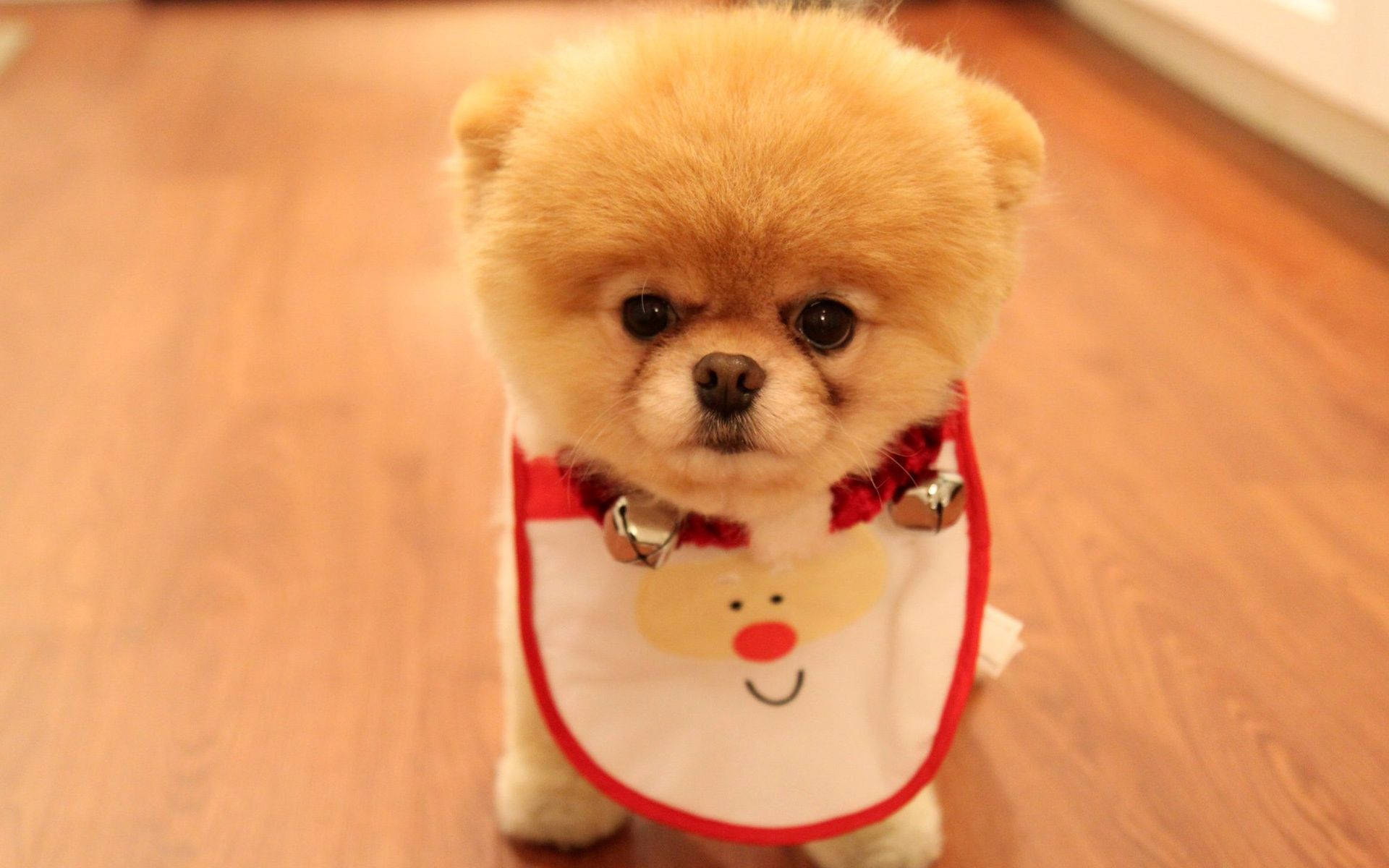 น้องหมาปอมเมอเรเนียนน่ารักใส่ผ้ากันเปื้อนซานต้า วอลเปเปอร์